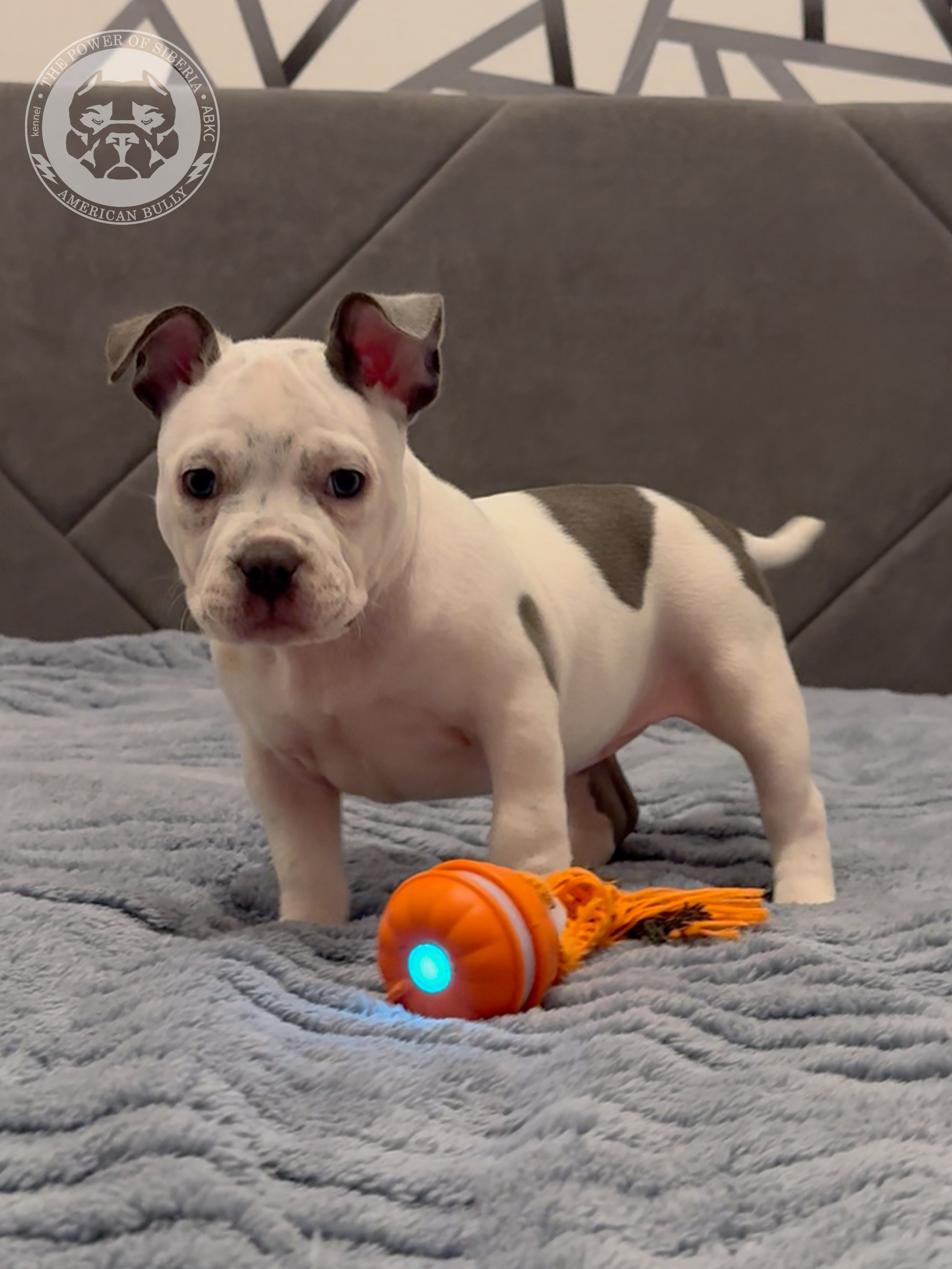 Свободные щенки Американский Булли, в типах покет, классик, стандарт. Американский Булли в г. Ростов-на-Дону. Питомник THE POWER OF SIBERIA