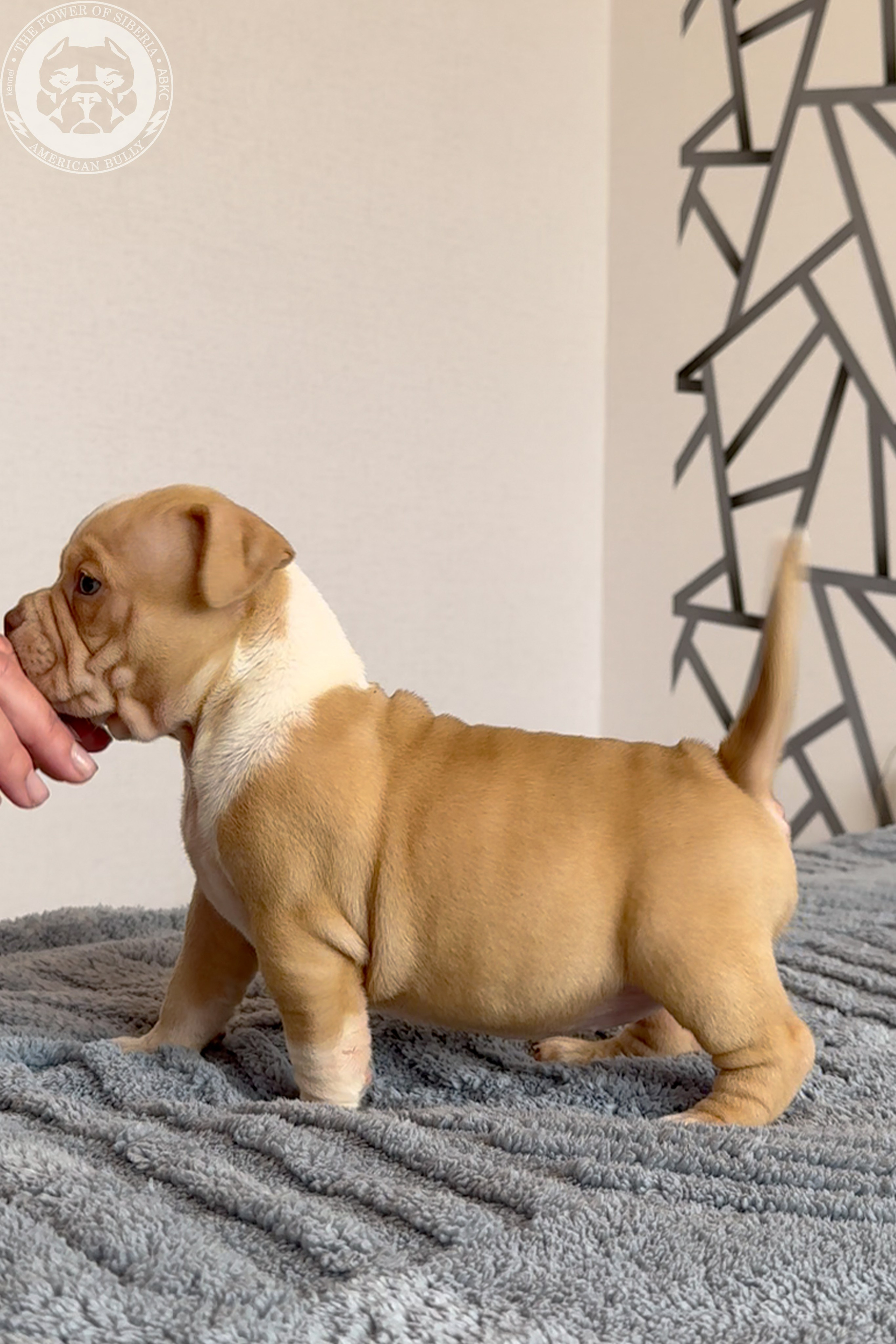 Свободные щенки Американский Булли, в типах покет, классик, стандарт. Американский Булли в г. Ростов-на-Дону. Питомник THE POWER OF SIBERIA