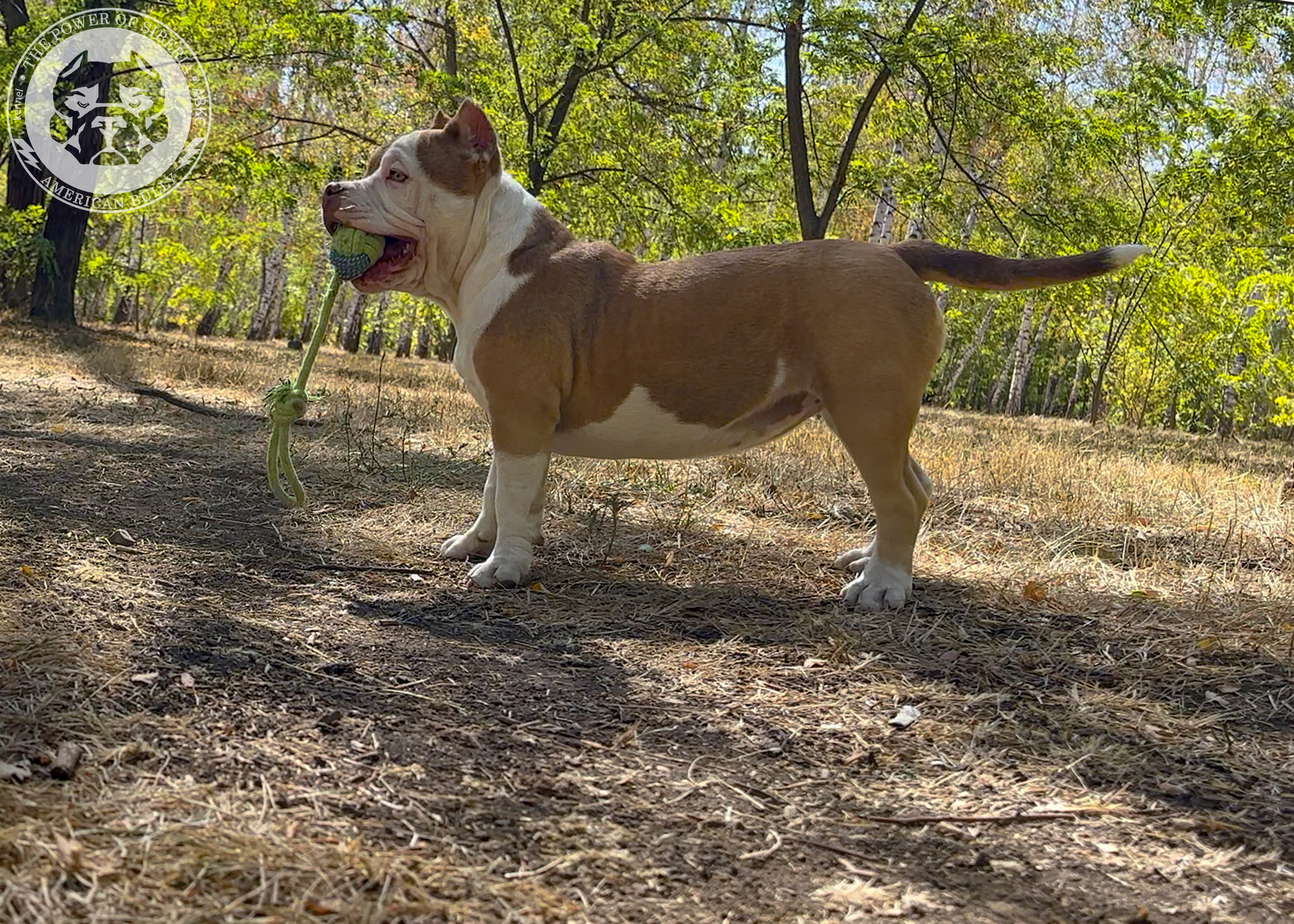 Помет Каспер и Тагира. 21.04.25. Американский Булли в г. Ростов-на-Дону. Питомник THE POWER OF SIBERIA