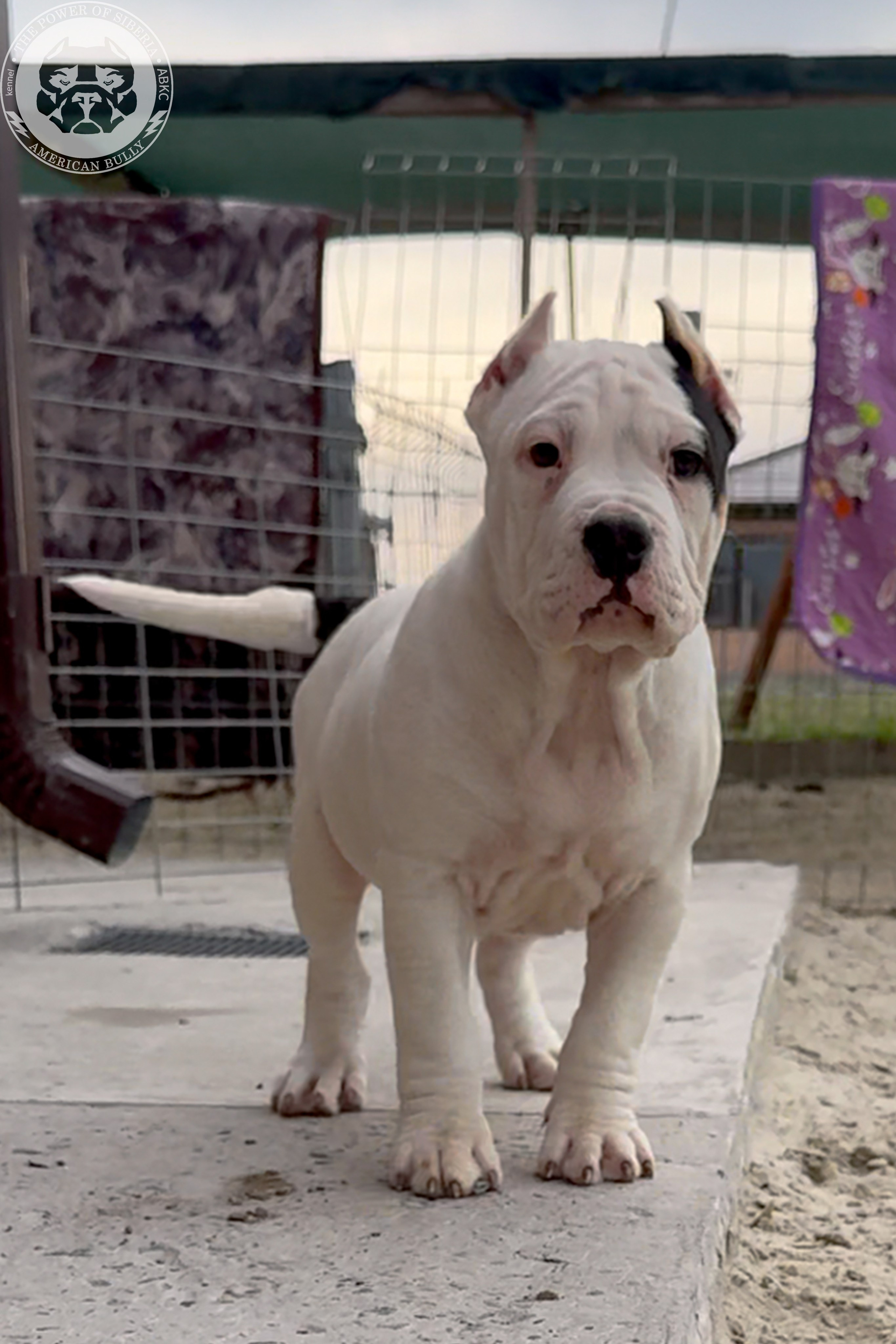 20.01.26-Рокси-Арчи. Американский Булли в г. Ростов-на-Дону. Питомник THE POWER OF SIBERIA