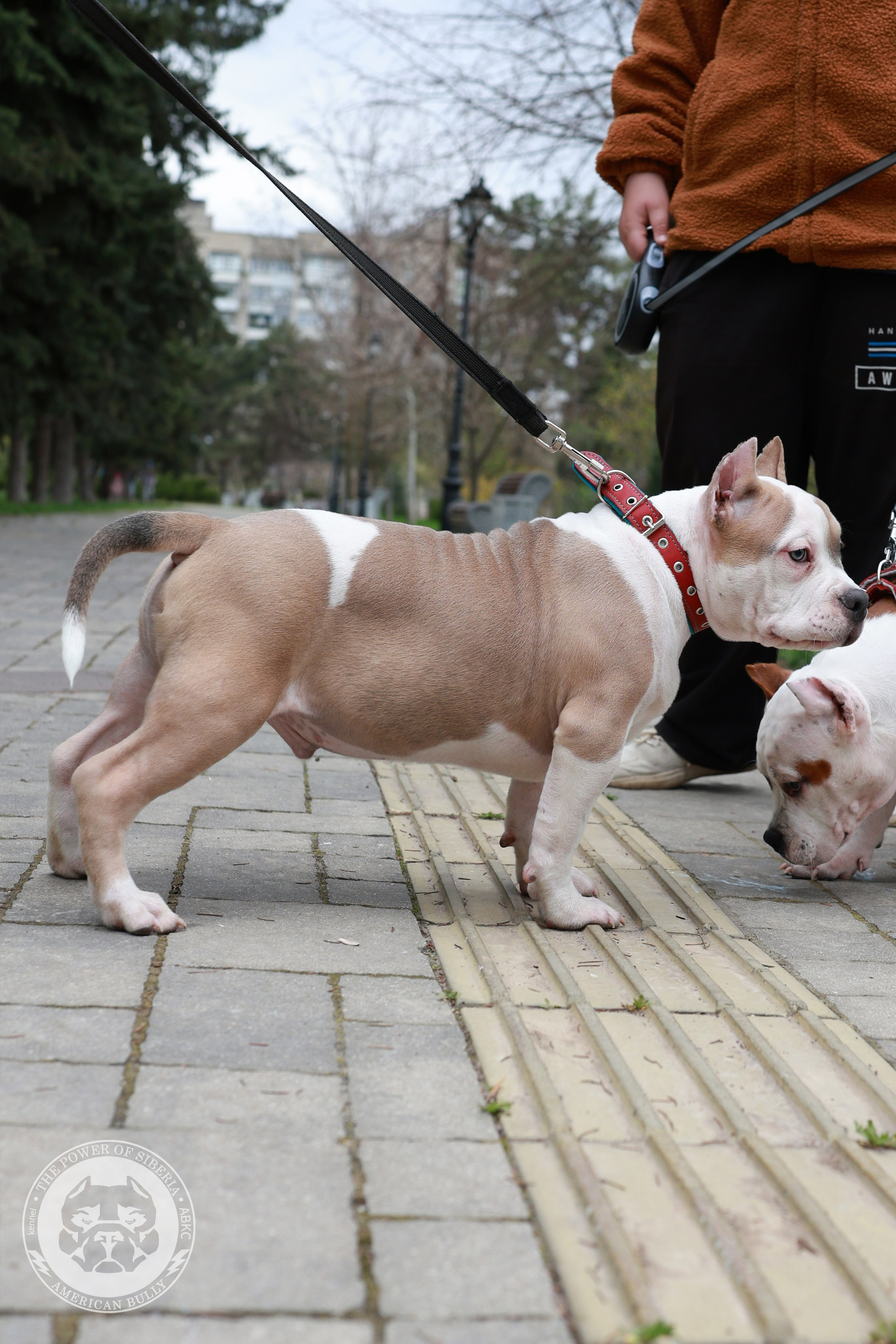 Свободные щенки Американский Булли, в типах покет, классик, стандарт. Американский Булли в г. Ростов-на-Дону. Питомник THE POWER OF SIBERIA