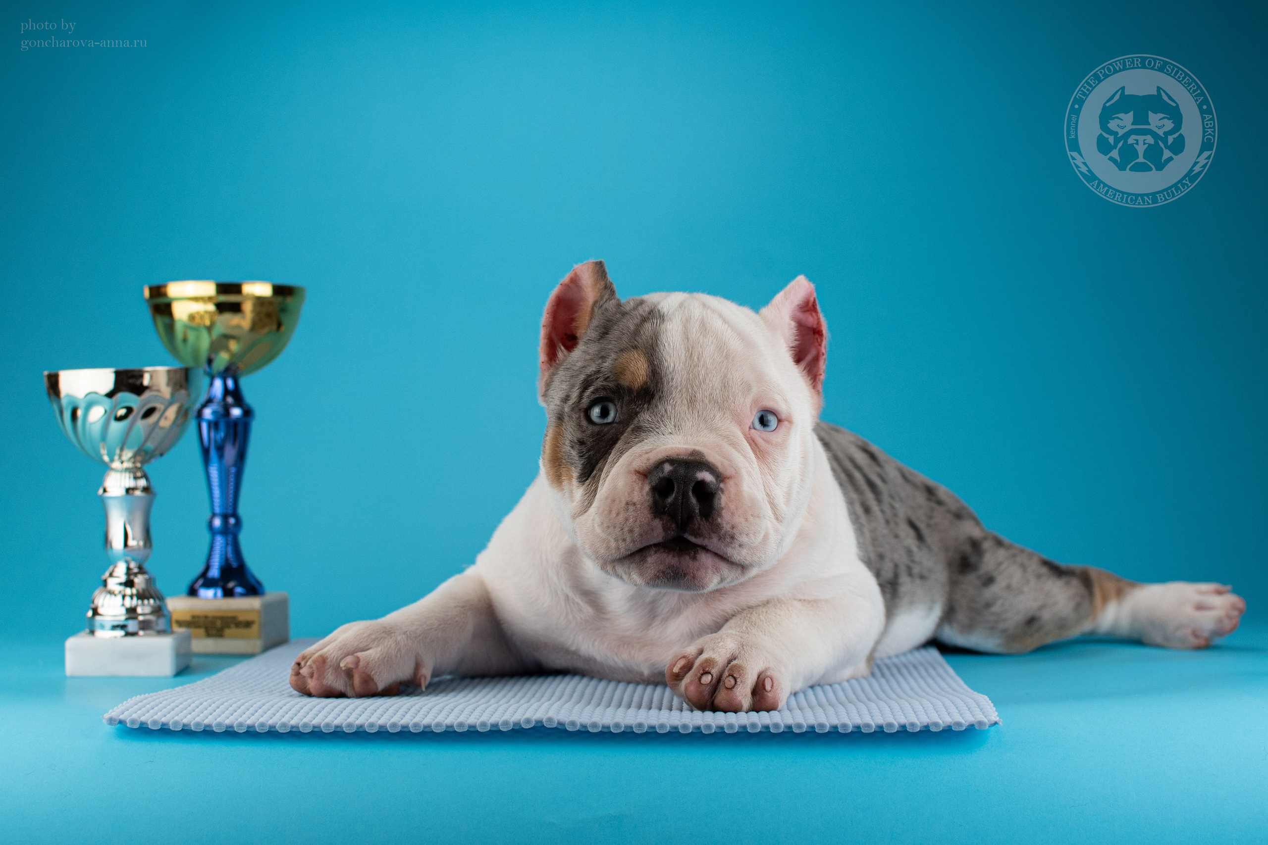 купить щенка Американский булли в Новороссийске