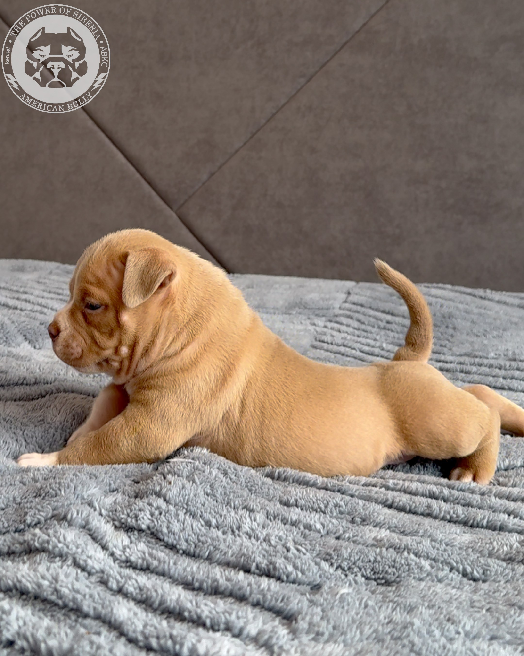 21.02.26-Мила-Турук. Американский Булли в г. Ростов-на-Дону. Питомник THE POWER OF SIBERIA