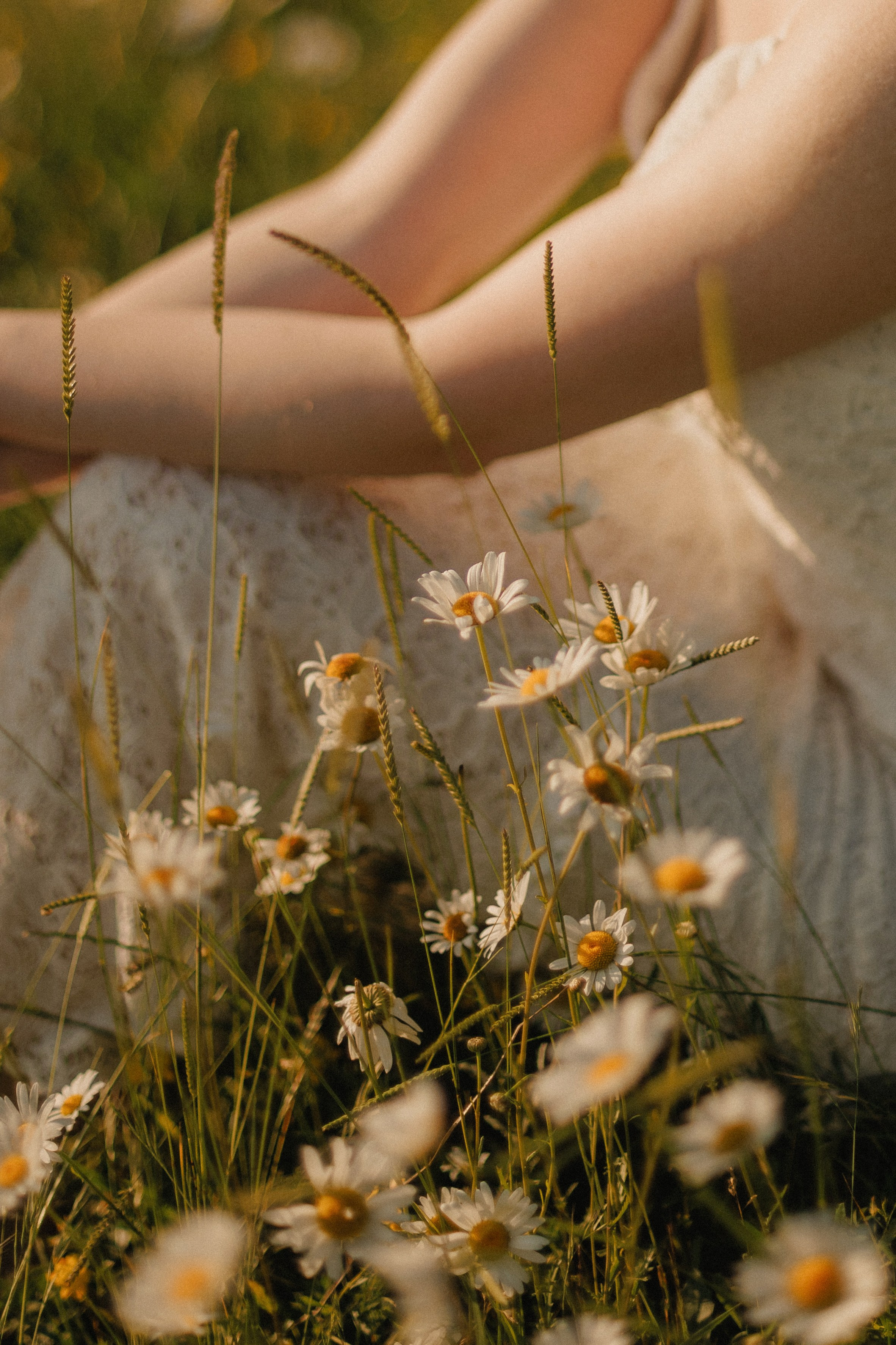 Привет, ромашки…. Свадебный, репортажный и портретный фотограф Сочи, Краснодар. Александра Зайцева
