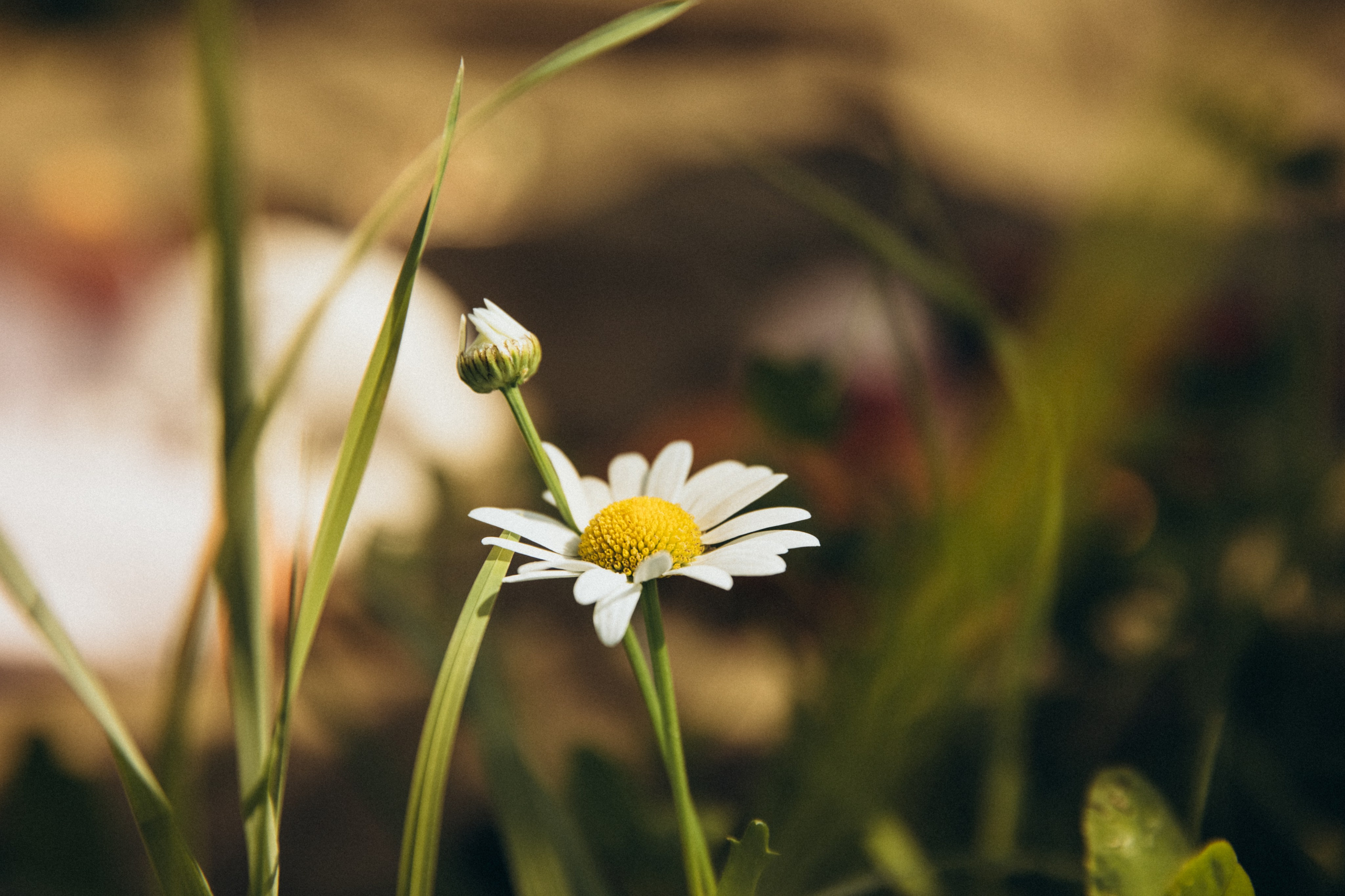 Цветочный рай. Свадебный и семейный фотограф Москва и Московская область