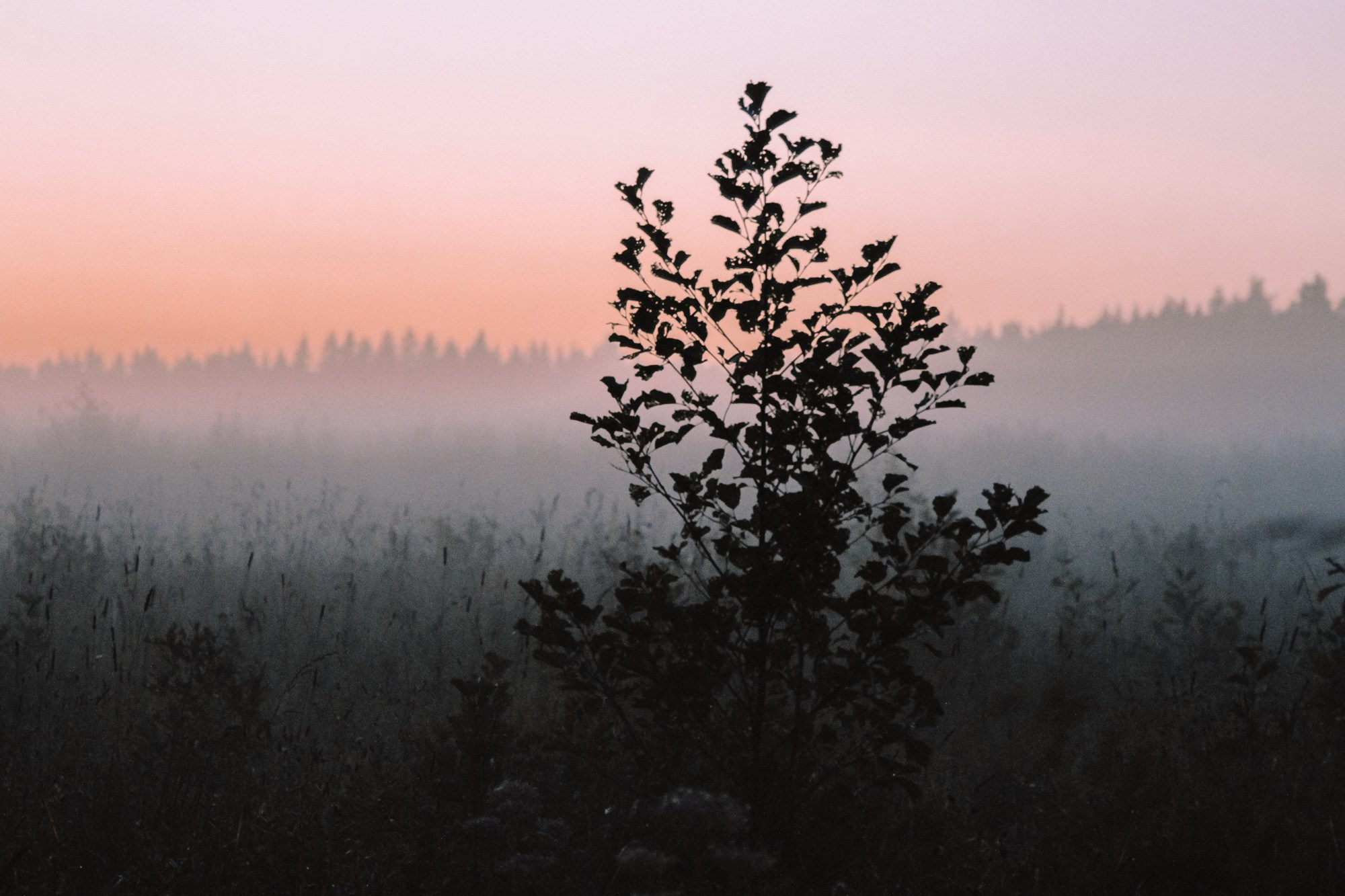 Природа. Андреева Полина l Портретный фотограф в Москве