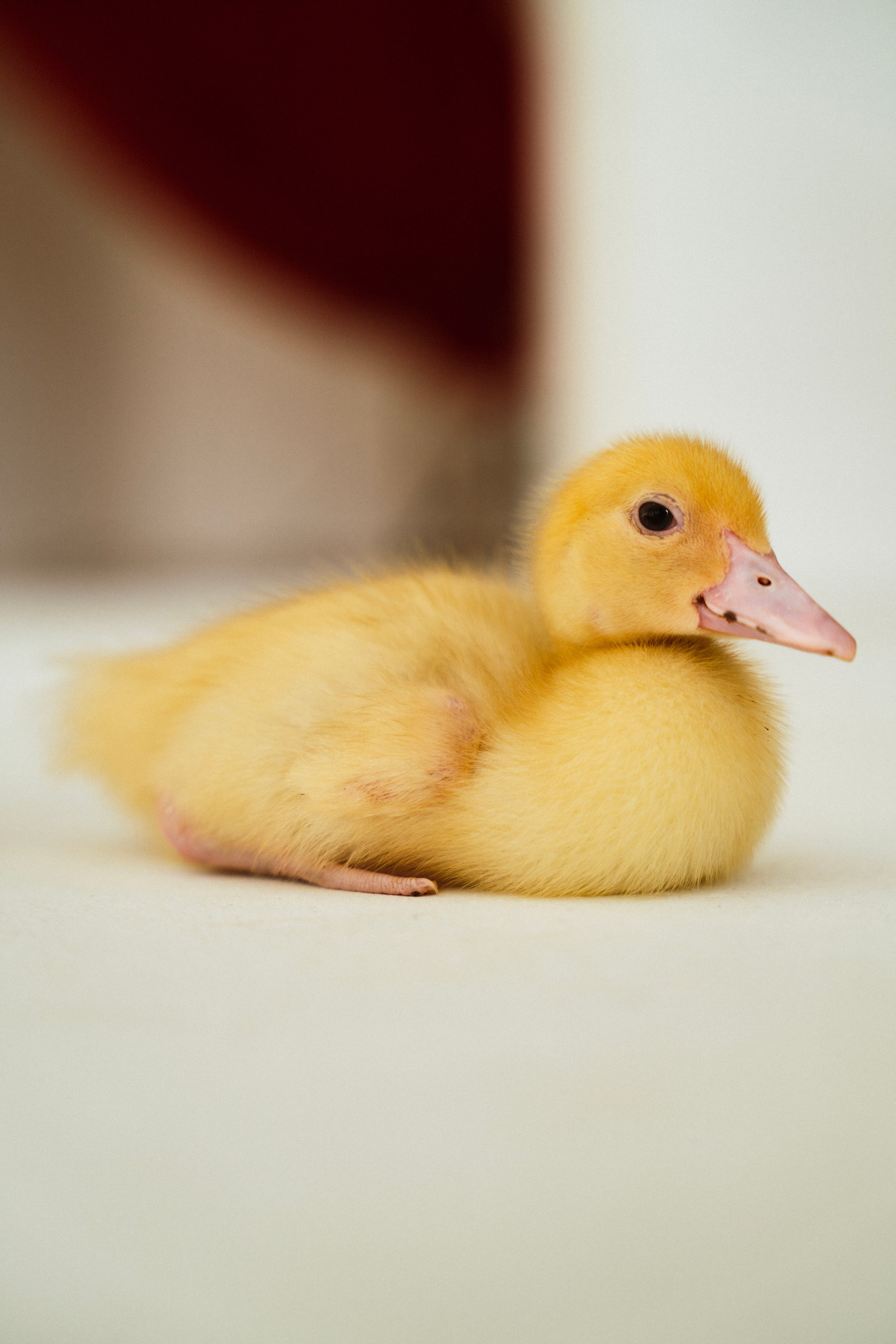 Немного Утят. Главная