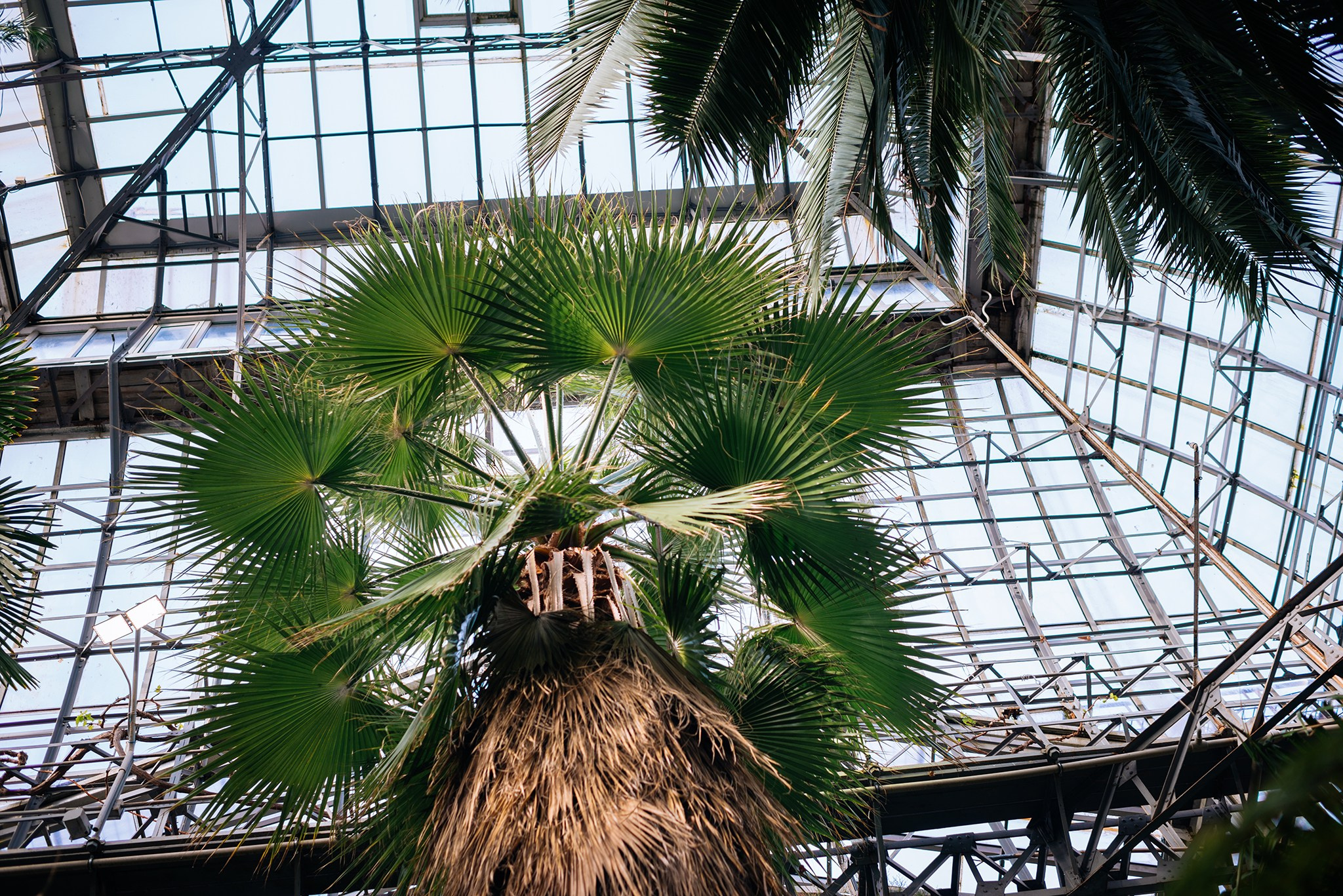 Ботанический сад. Субтропический маршрут. Март 26. Репортажный фотограф в Санкт-Петербурге Анастасия Клёпова
