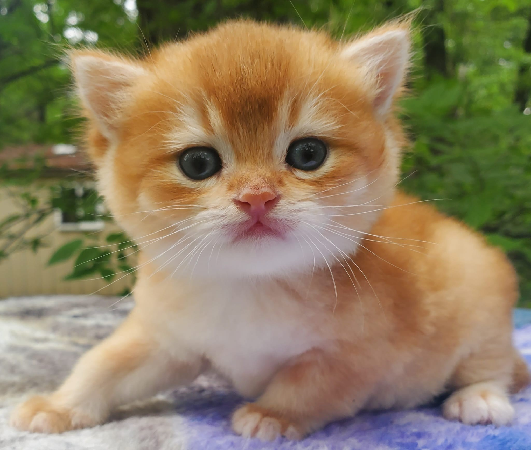 Bari, male, DB-03.23.25, sold. British shorhair Cats