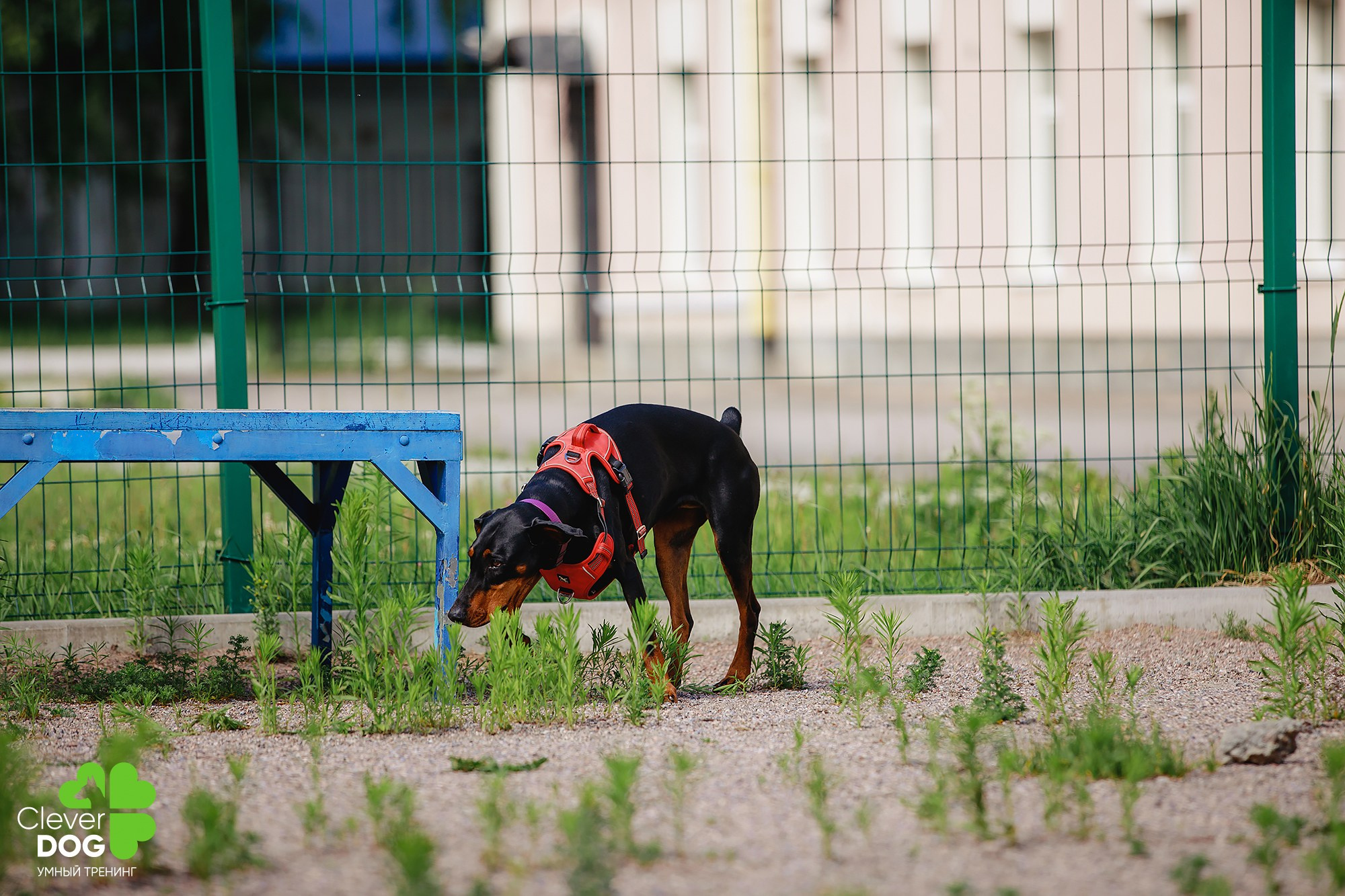 Семинар по поиску запаха с Иваном Ломовым, организатор CleverDog, СПб. Фотограф-анималист Mary Mart — Москва, Питер