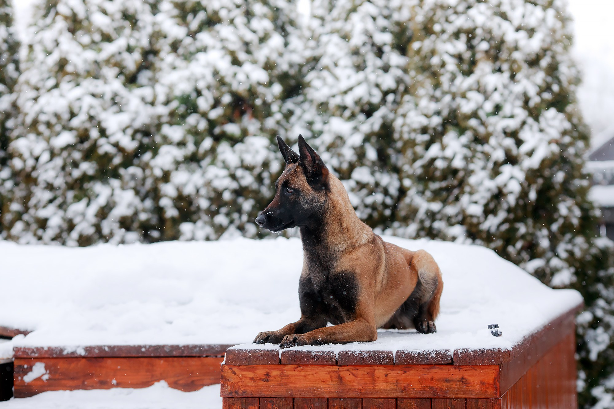 Зимние портреты. Фотограф-анималист Mary Mart — Москва, Питер