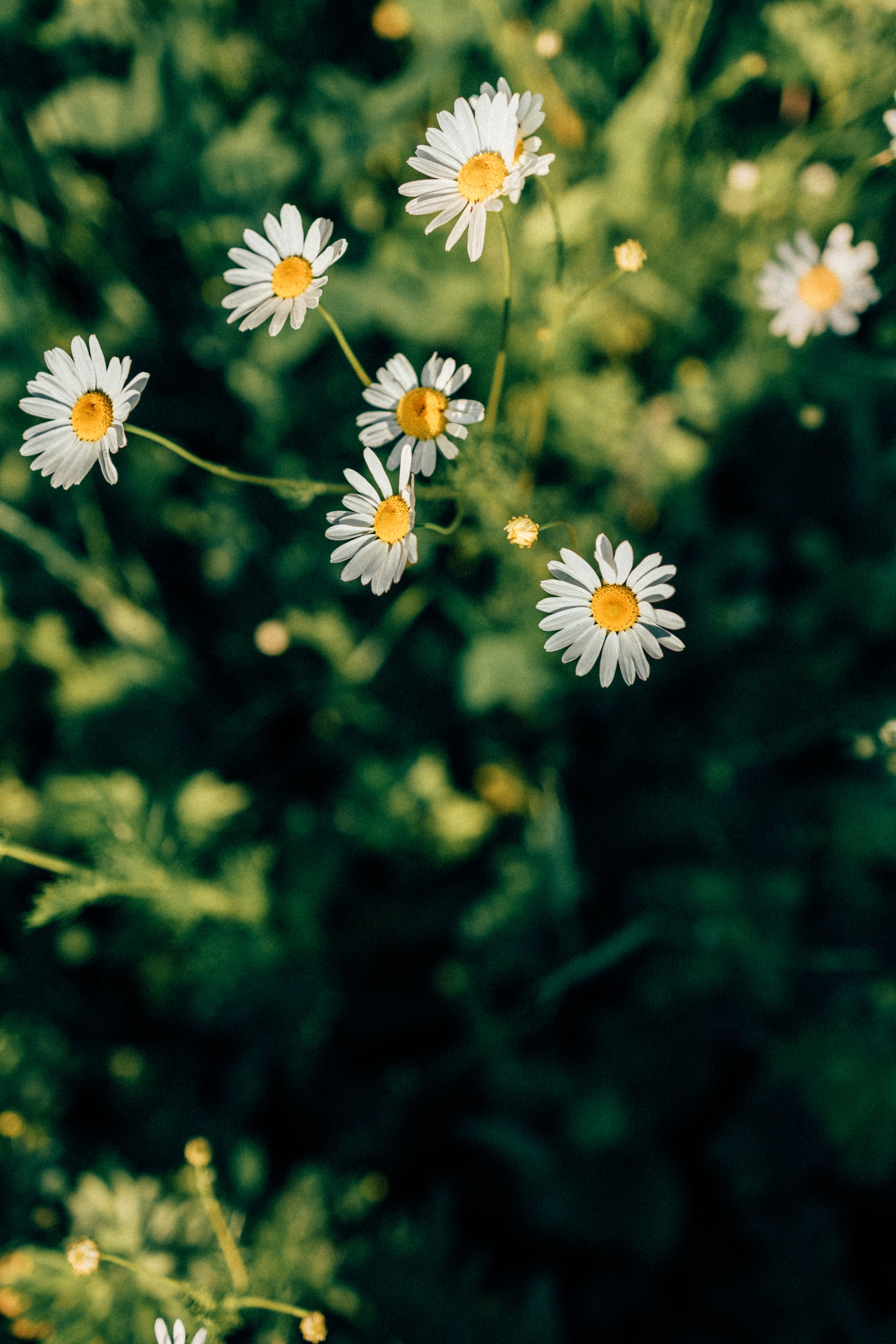 Еще чуть чуть и будет четверо. Фотограф Москва Светлана Кирюшина