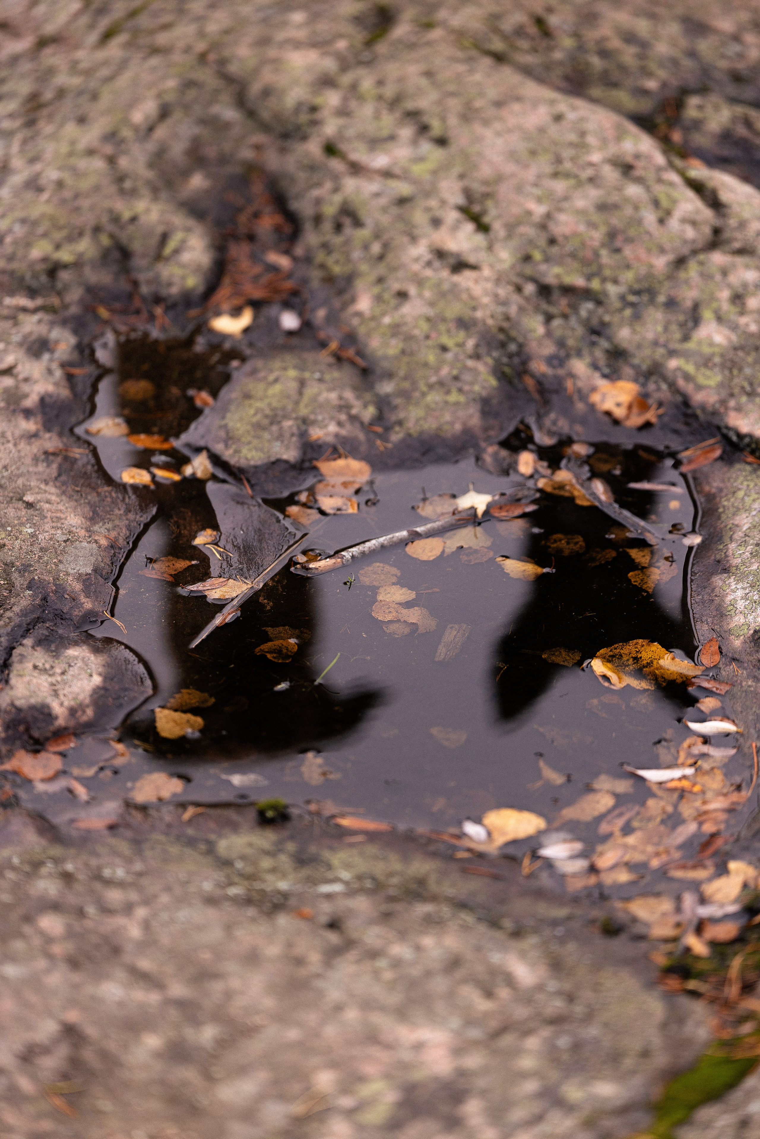 Karelia. Фотограф и видеограф анималист Аганина Дарья