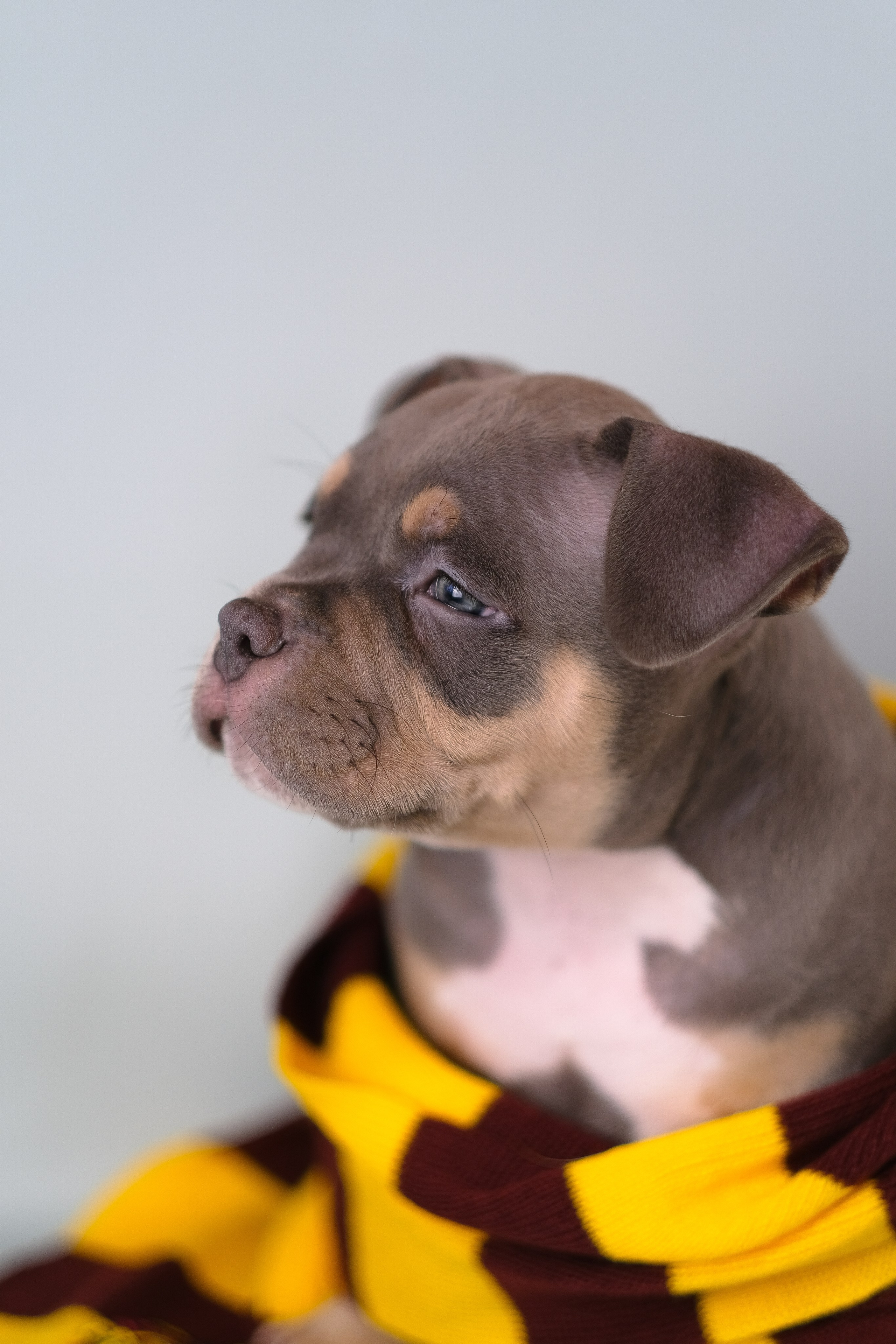 Американский Булли. Фотограф и видеограф анималист Аганина Дарья