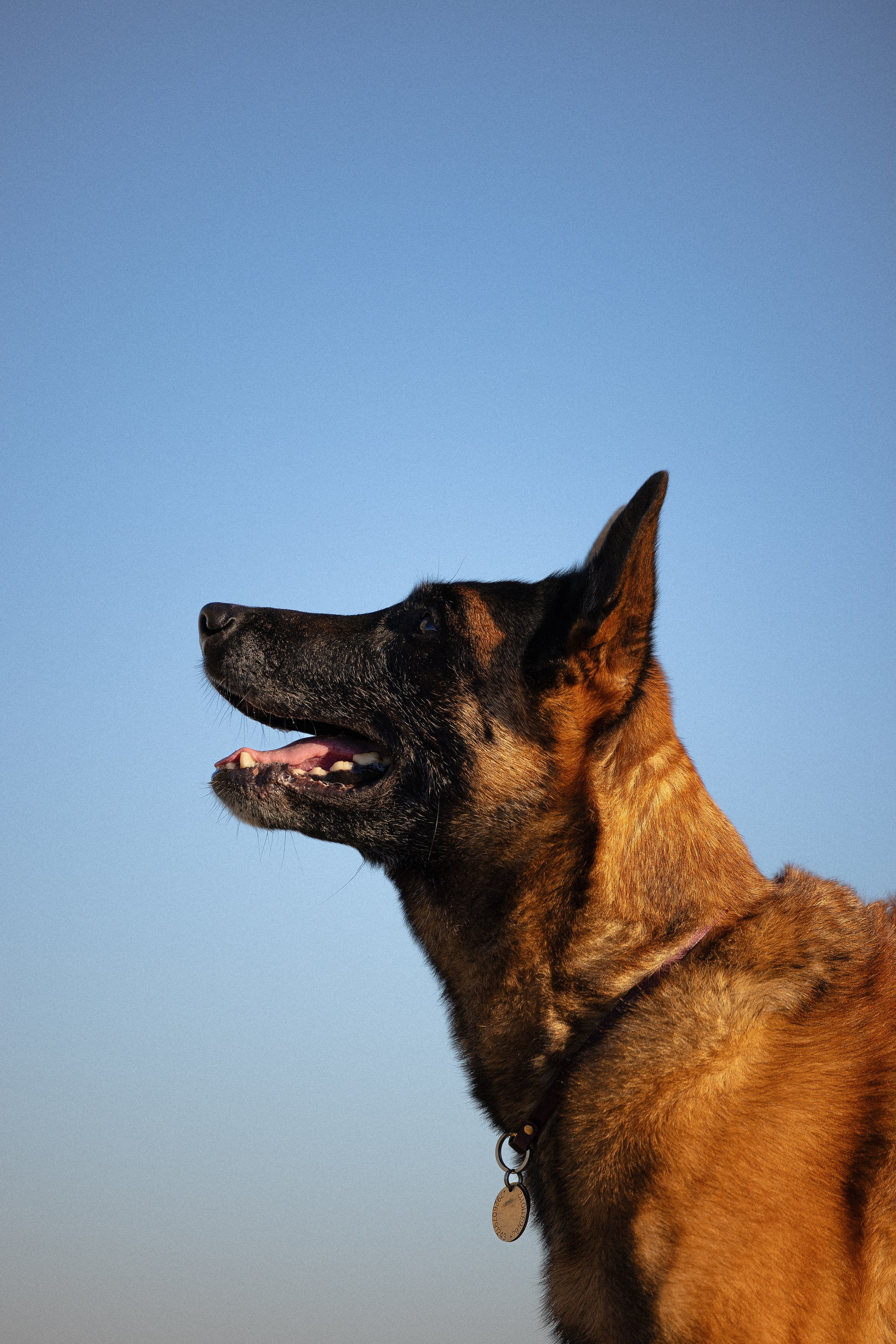 Женя, Афра и Молли. Фотограф и видеограф анималист Аганина Дарья
