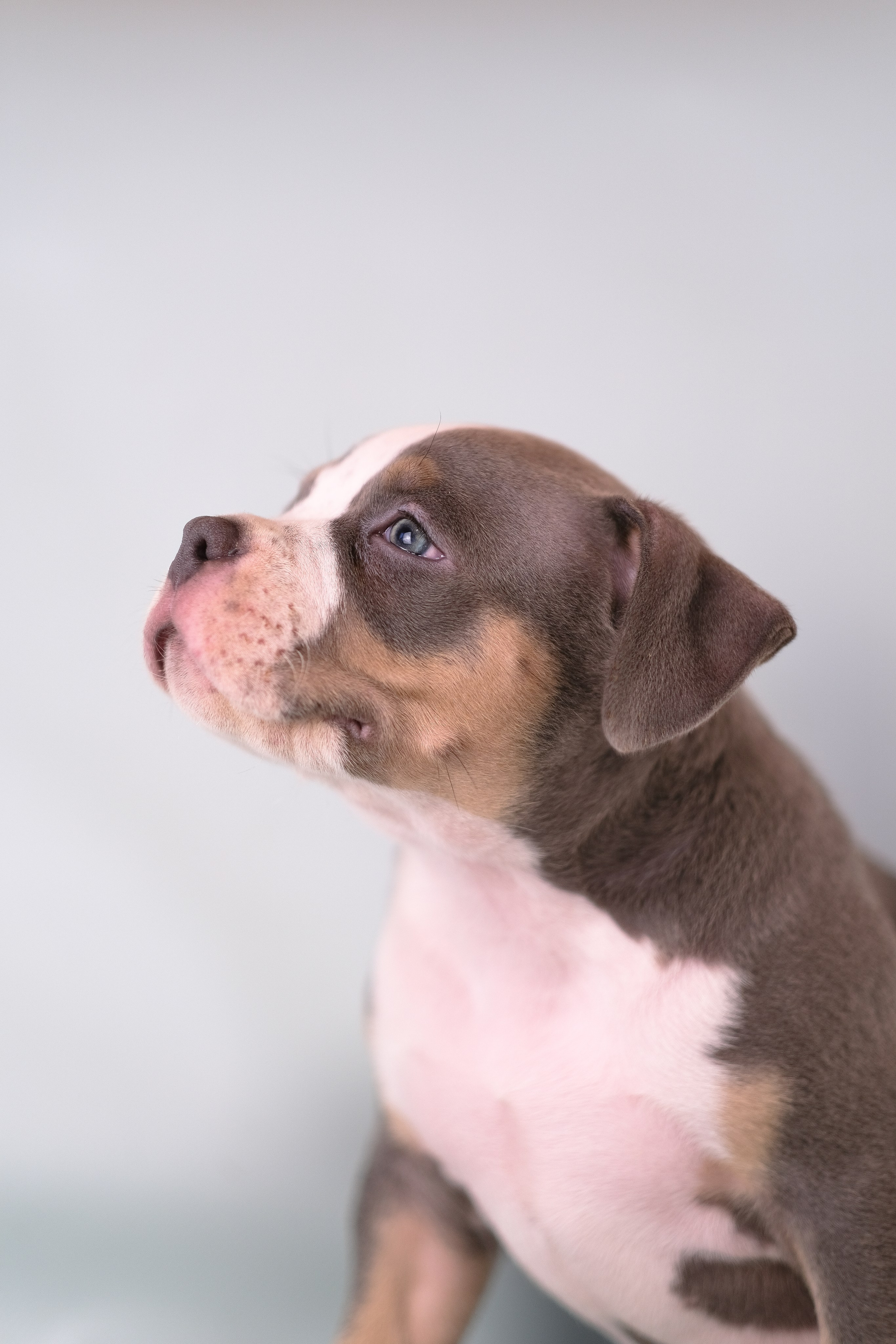 Американский Булли. Фотограф и видеограф анималист Аганина Дарья