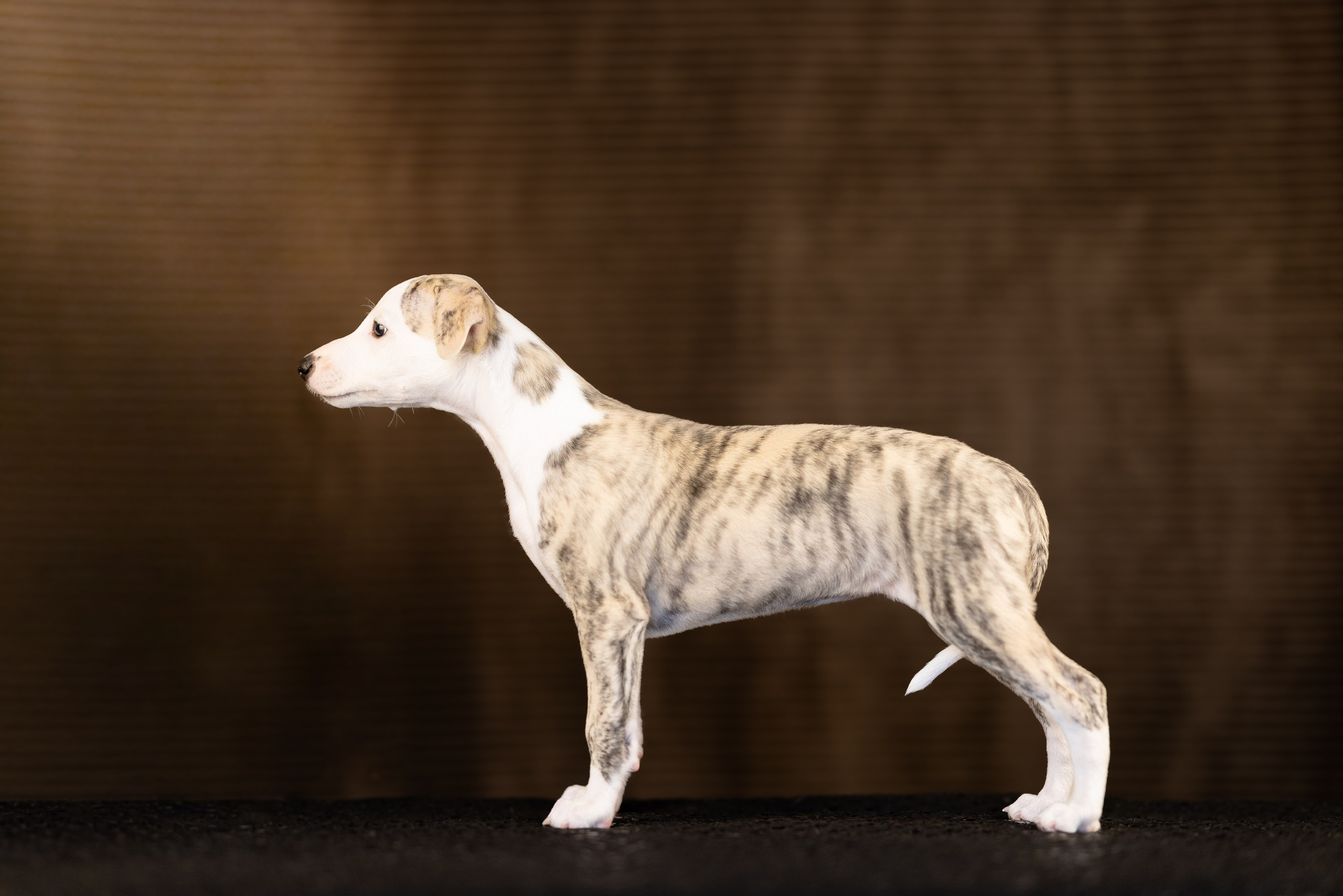 Уиппет. Фотограф и видеограф анималист Аганина Дарья