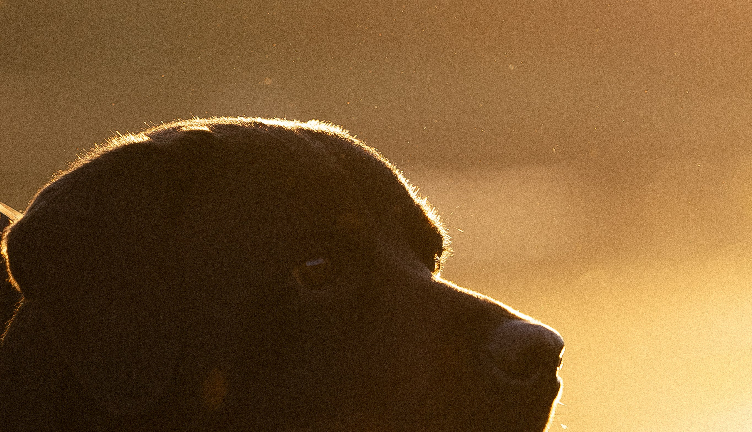 Катя, Леша, Лея и Трой. Фотограф и видеограф анималист Аганина Дарья