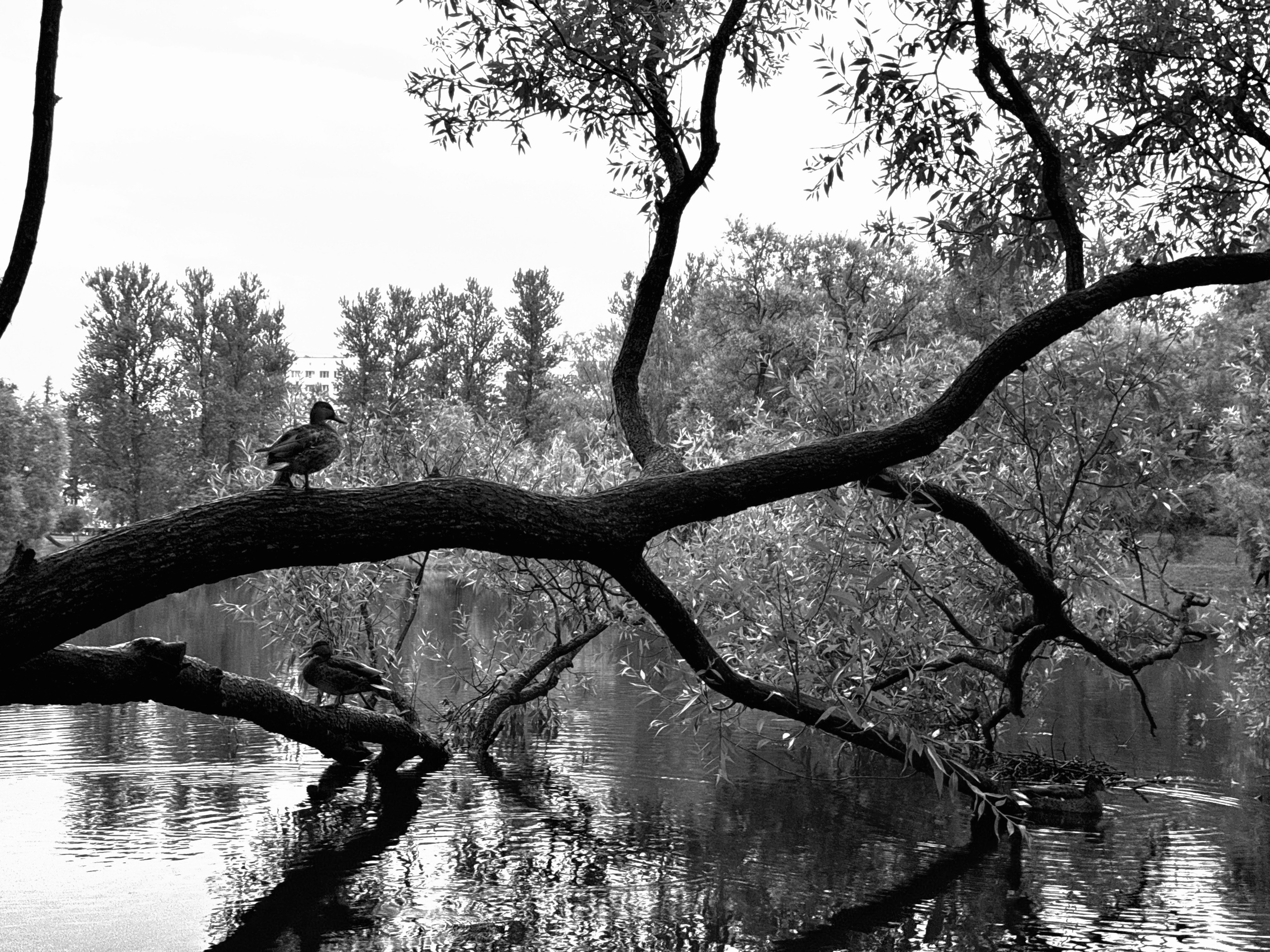 Картинки. Сандра Ковалева | ЧБ фотограф