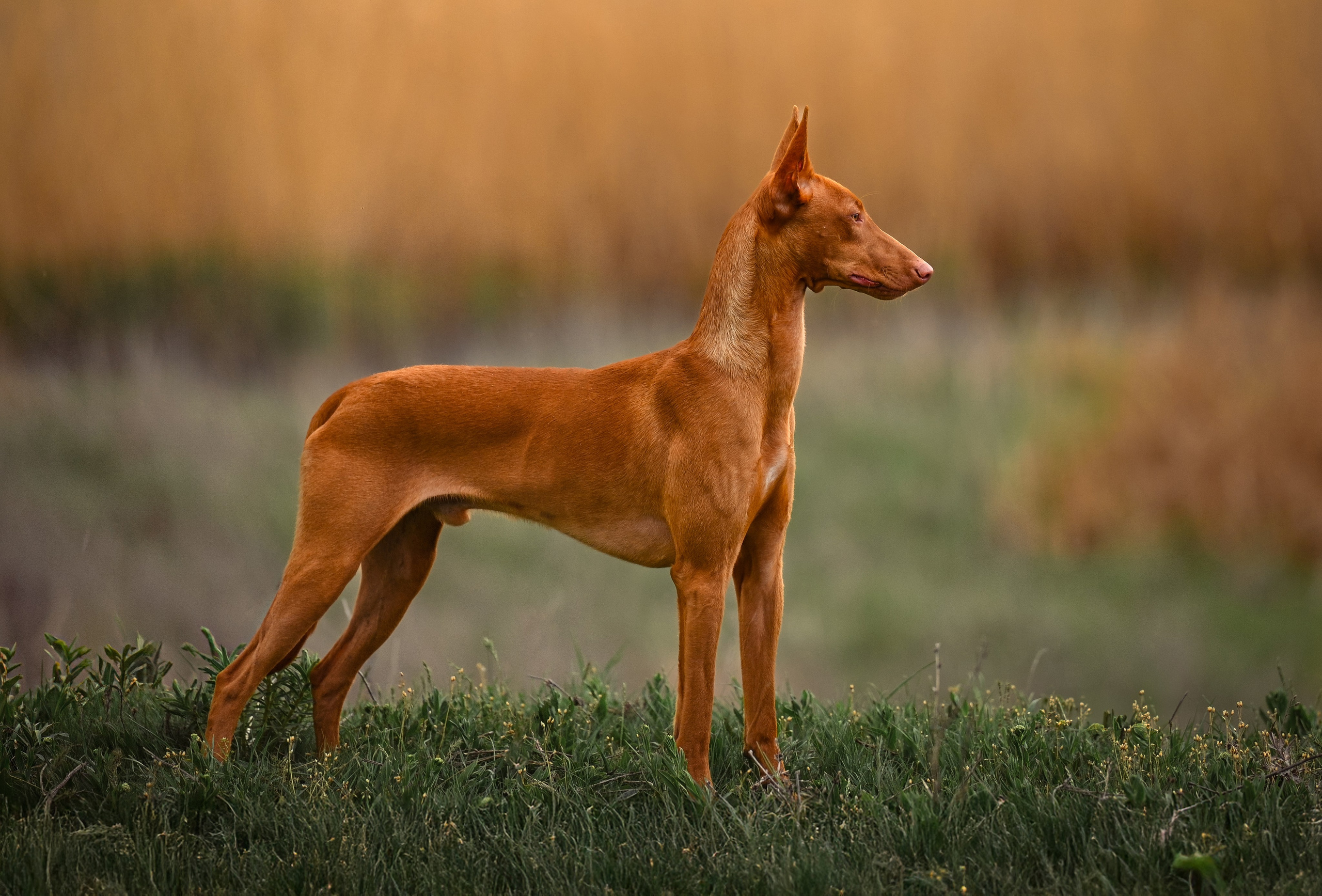 Фараонова собака Ромарио. Фотограф в Ростове —на — Дону