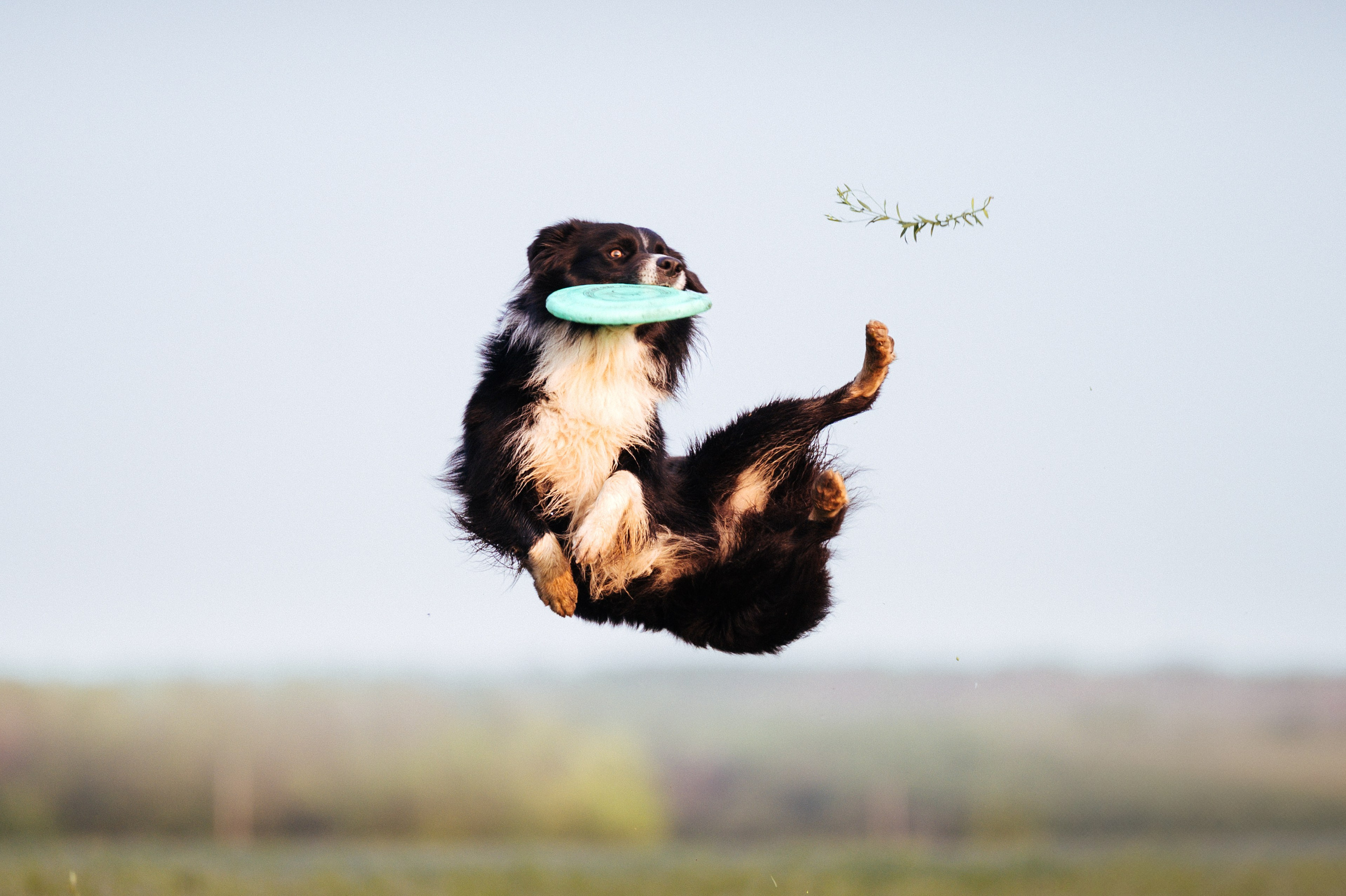 Прогулка на рассвете с бордер-колли. Фотограф в Ростове —на — Дону