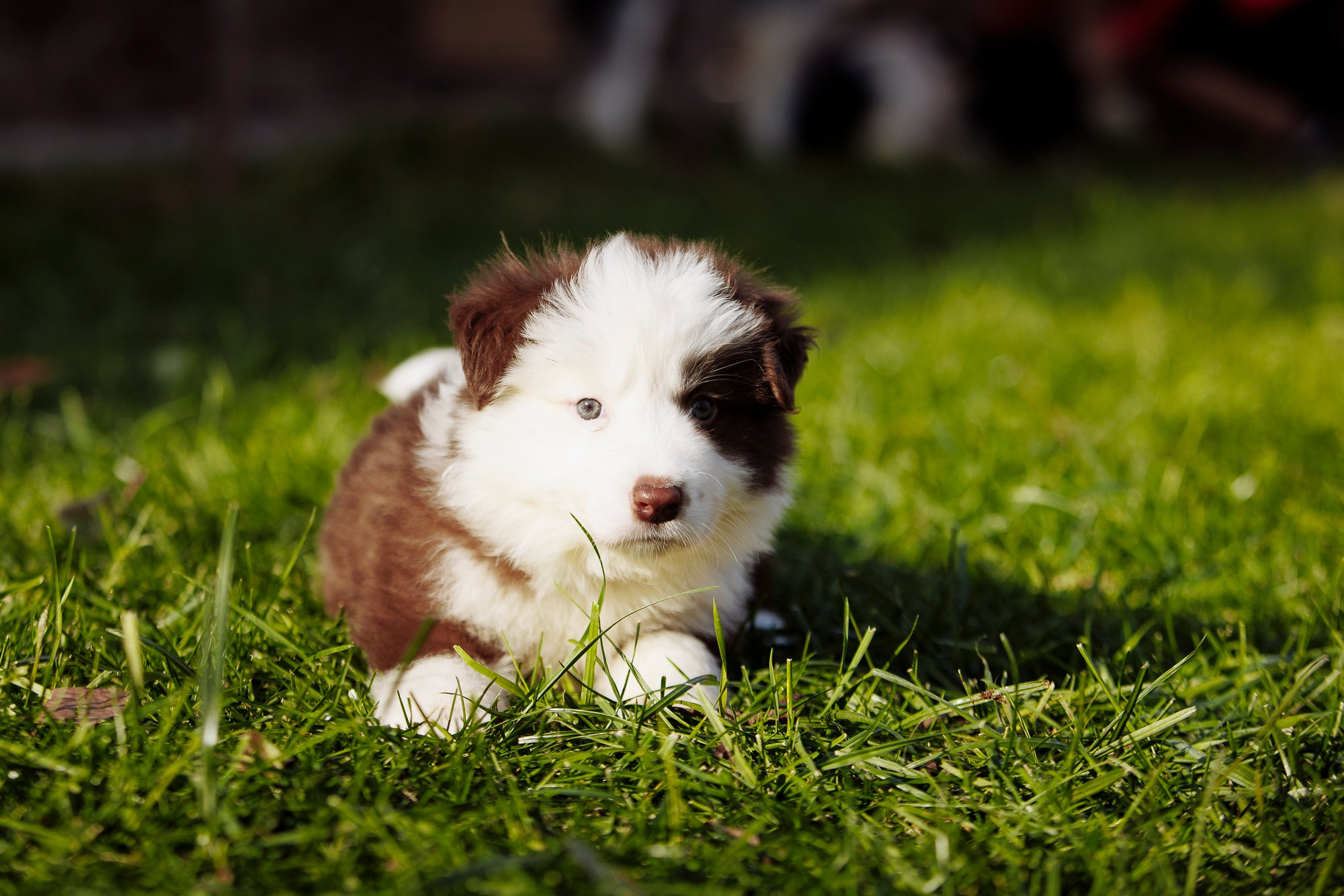 У дома с большой компанией от мала до велика. О нас