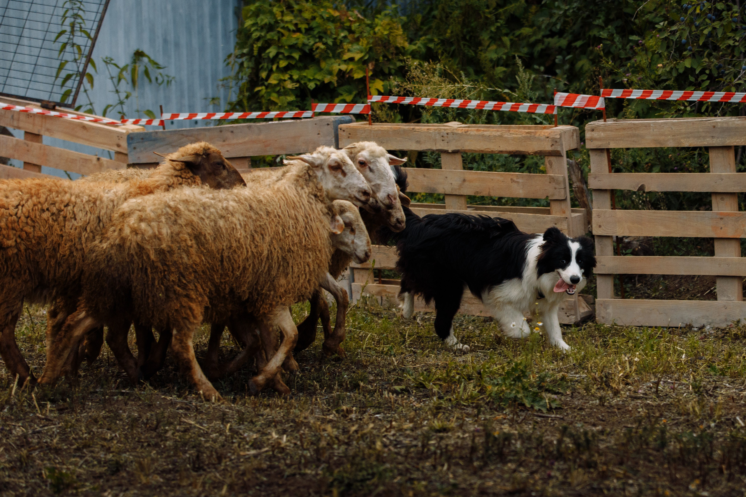 Овечий день. О нас