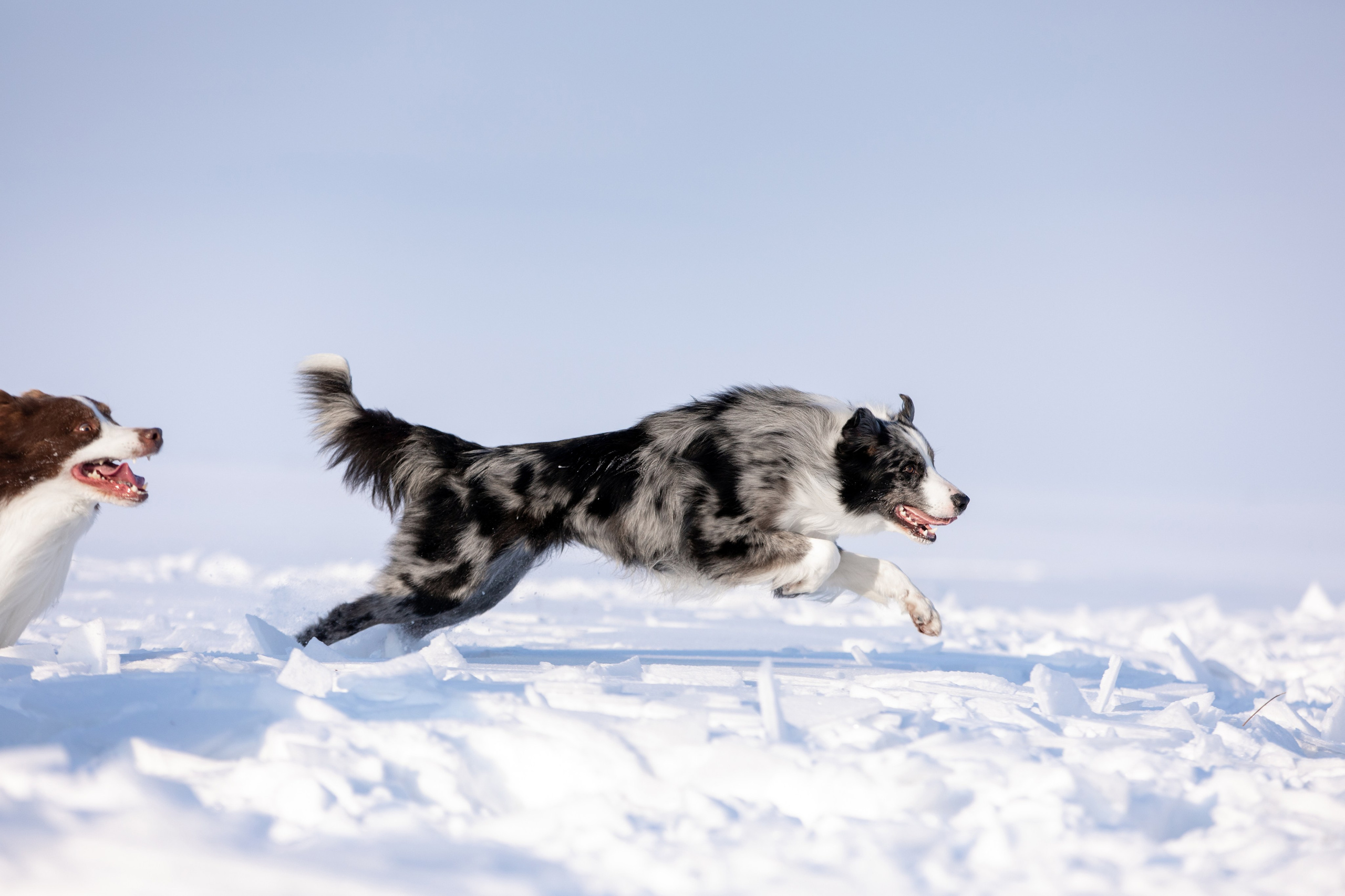 Мороз и солнце. О нас