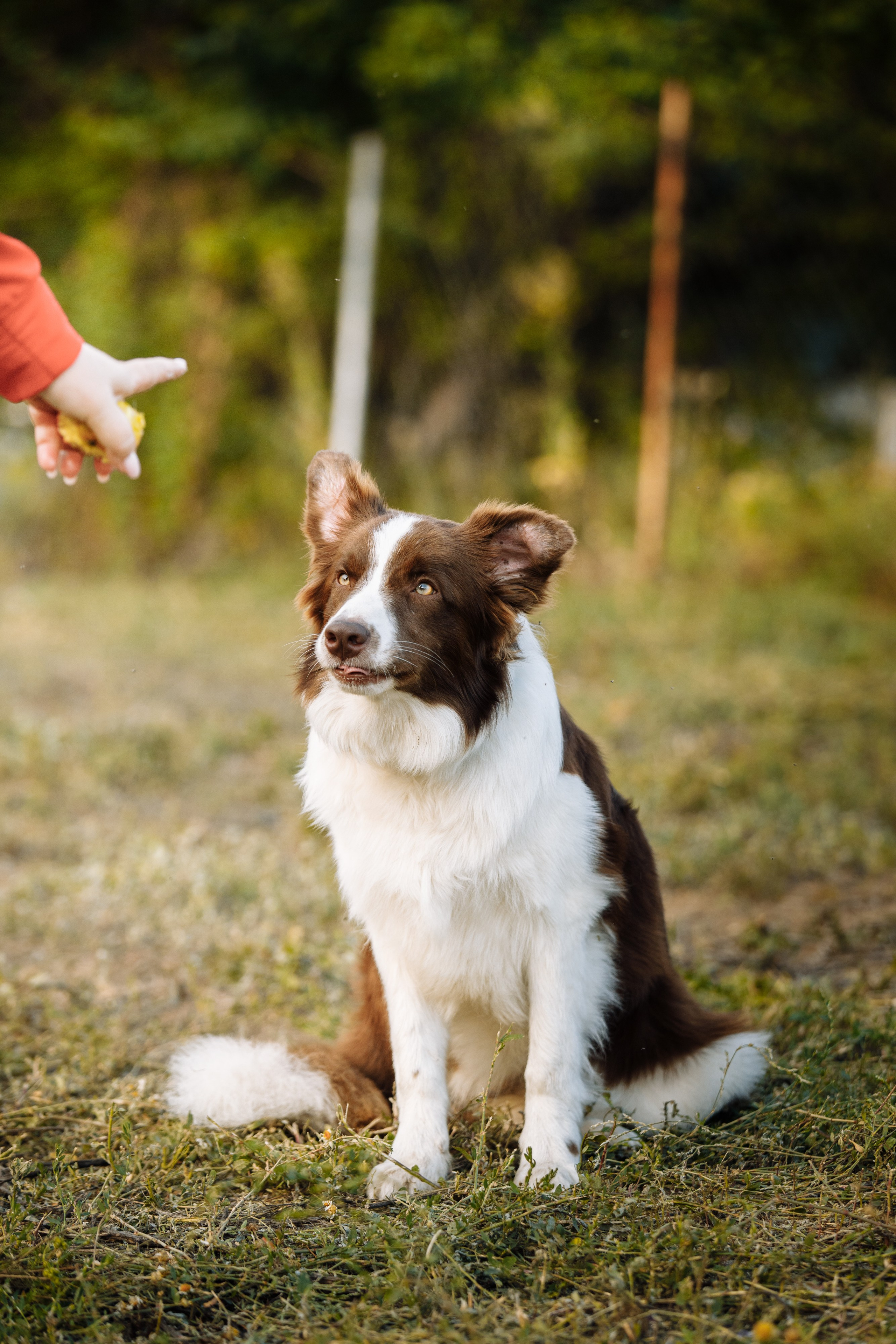 Овечий день. О нас