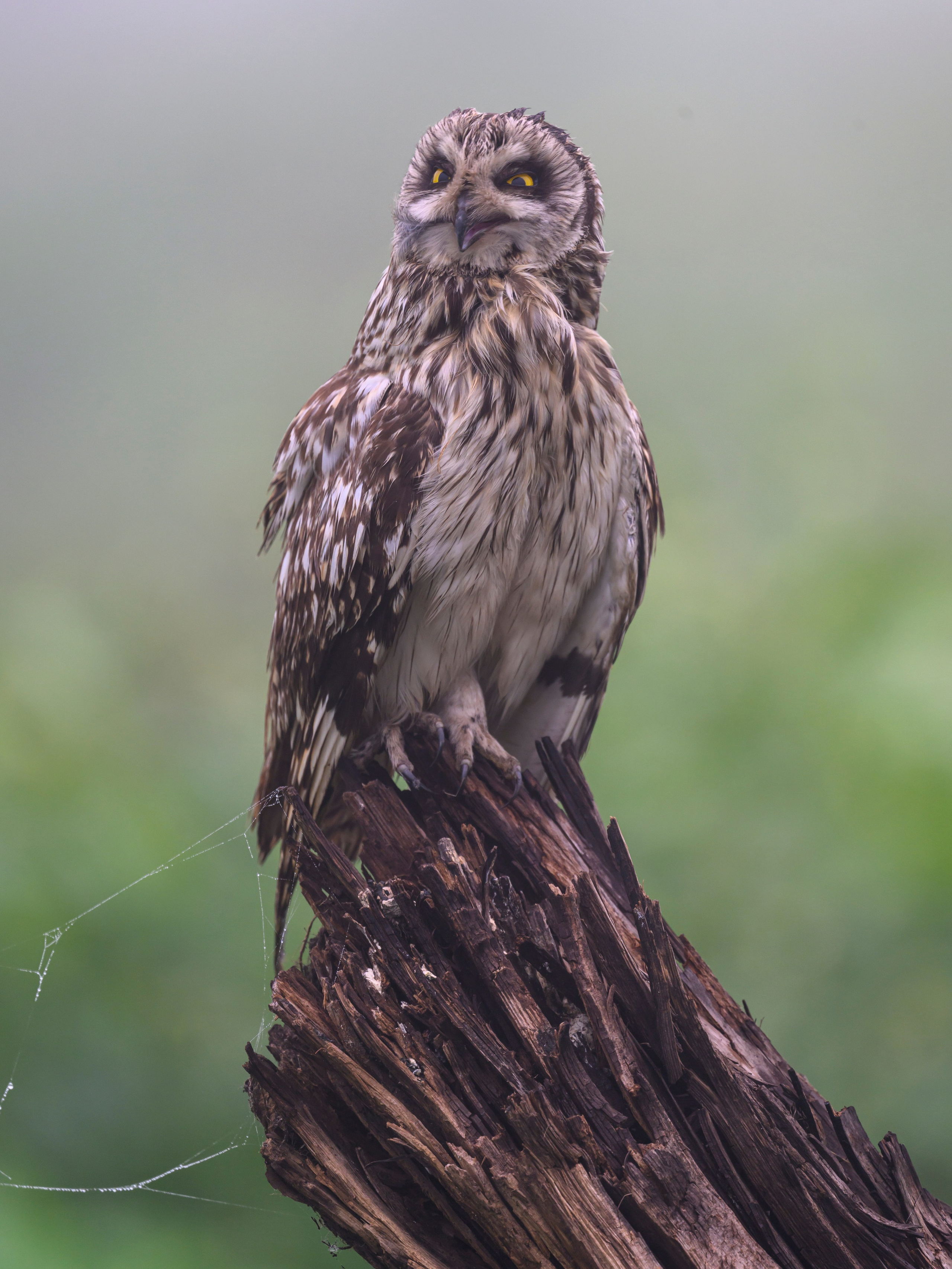 Сова вернулась. The owl has returned. Wildlife photography by Sergey Puponin