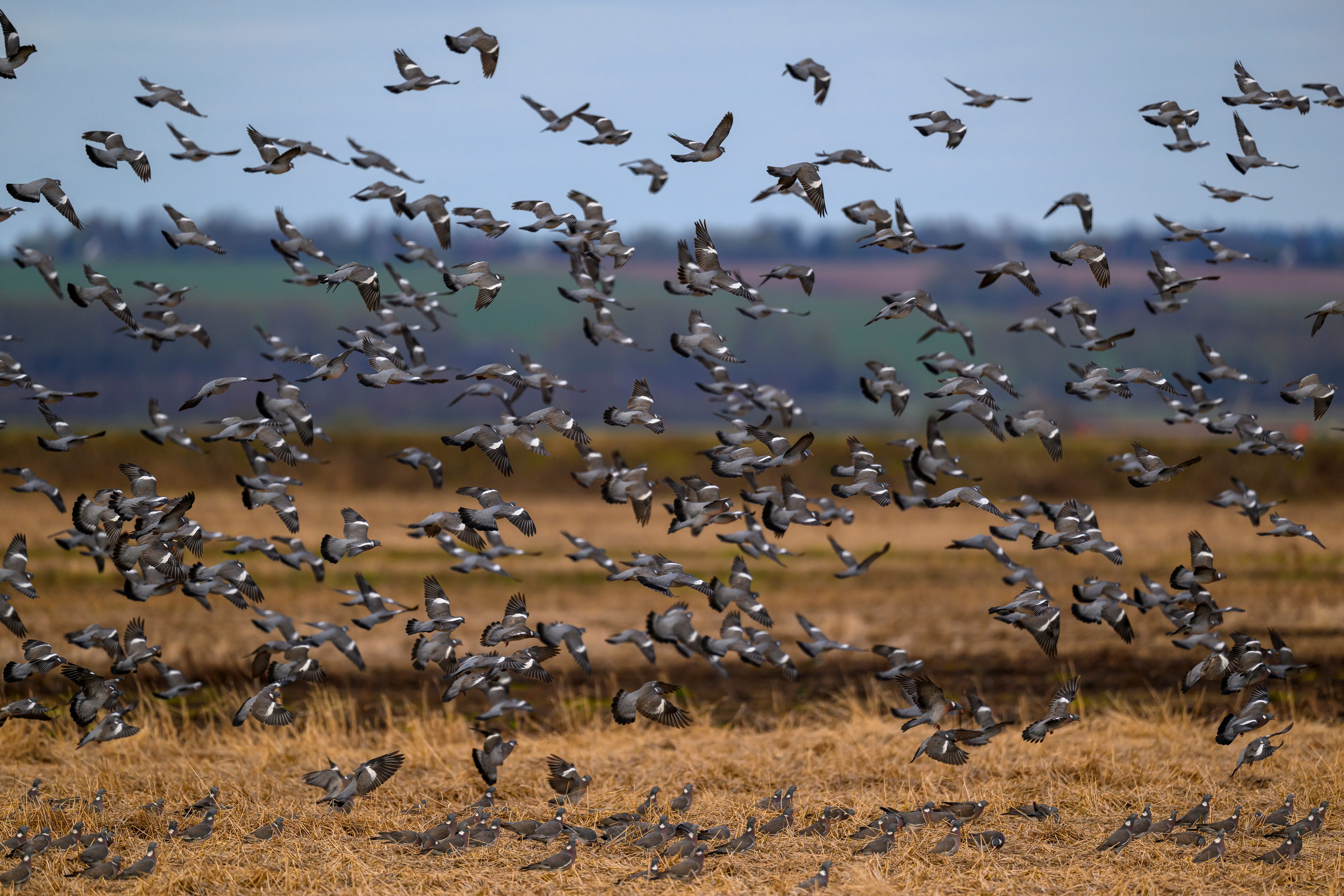 Вяхери. Фотограф Сергей Пупонин
