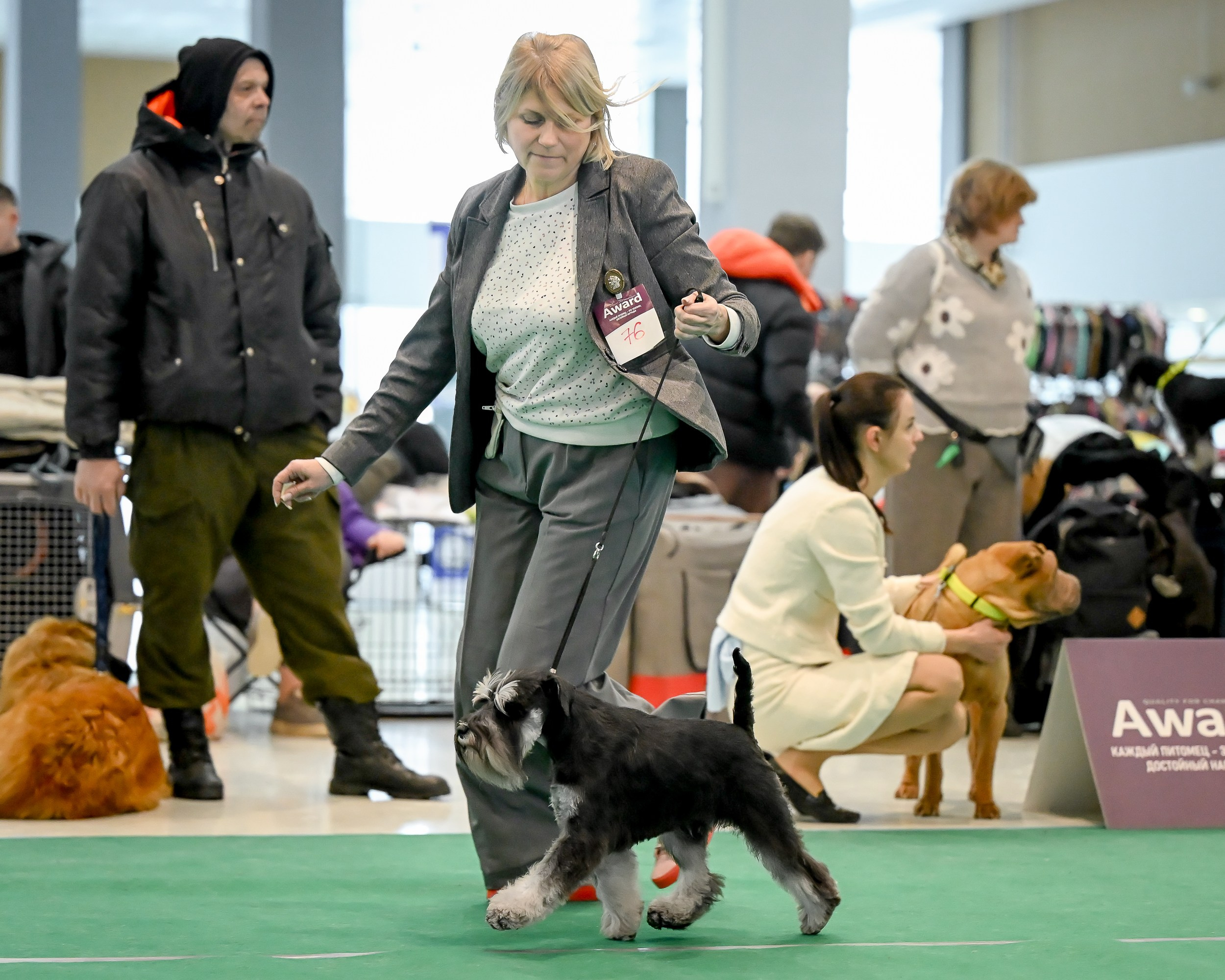 Цафир/ Delinso Balance Сzafir Lumier. Питомник цвергшнауцеров в Беларуси «Делинсо Бэлэнс»