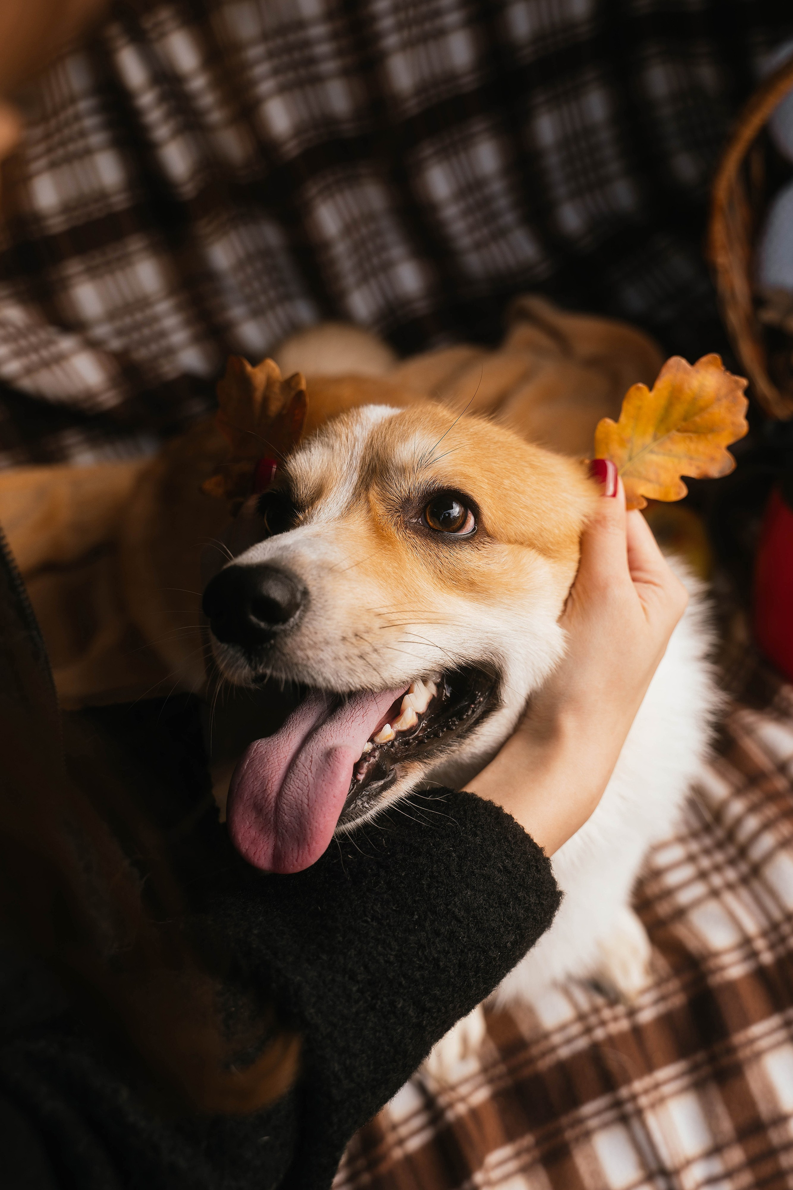 Настя, Рома, Лера и Макки. Свадебный, семейный фотограф в Рязани Лена Брант