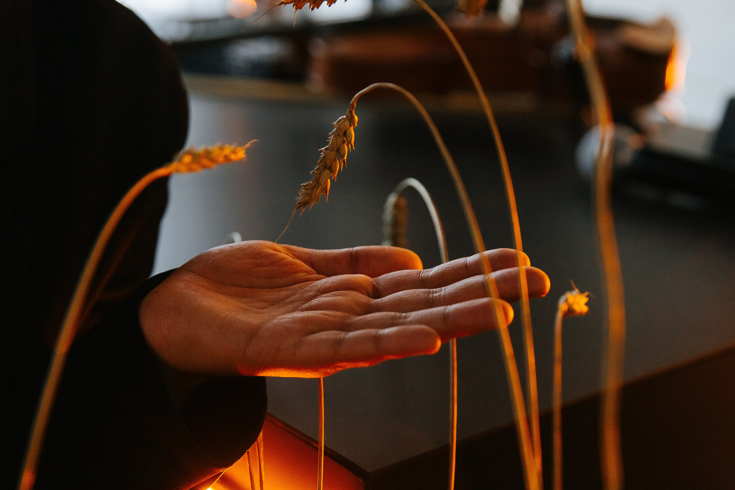 Сосны. Фотограф в Красноярске Любовь Малеева