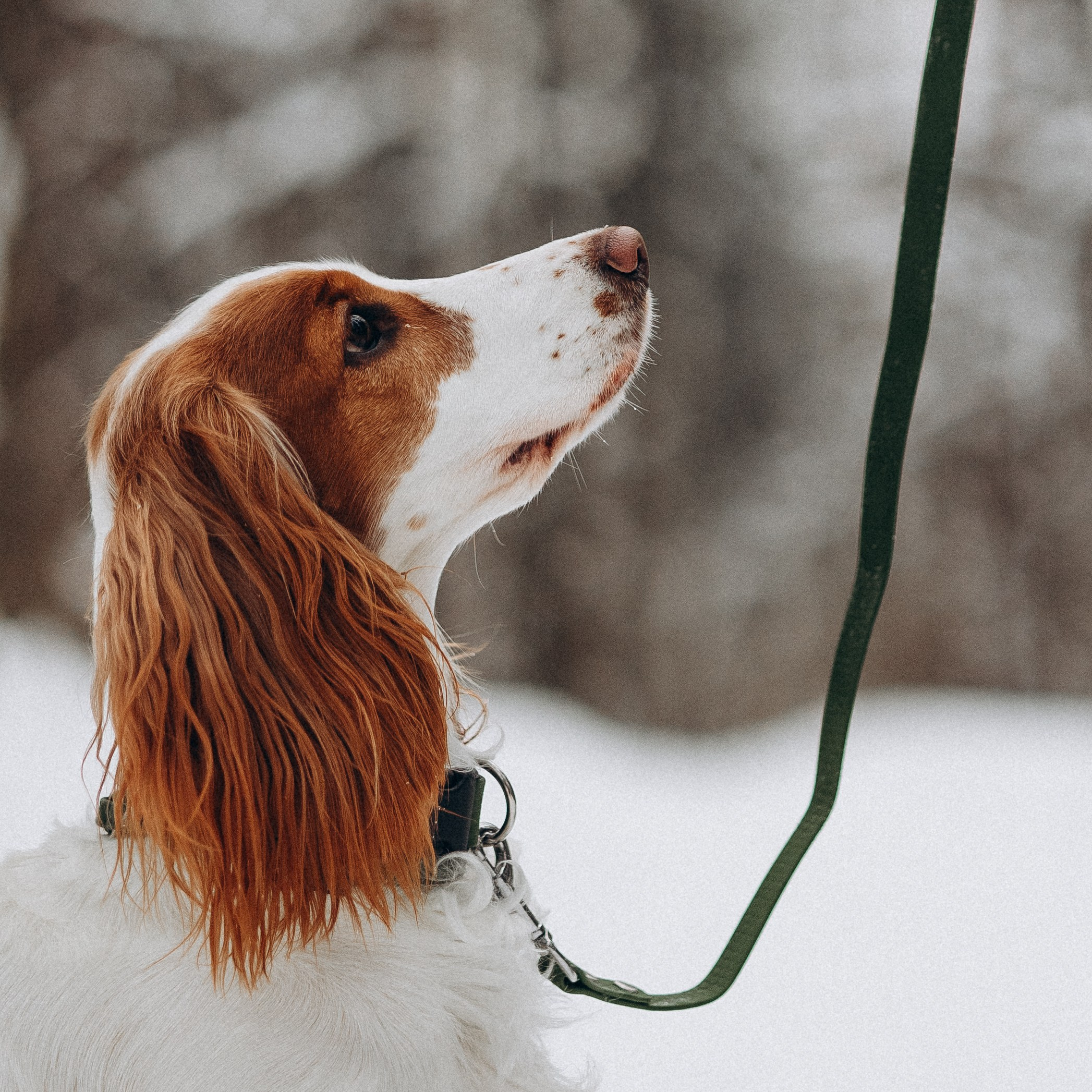 Амуниция «Бобик» 2. Фотораф — анималист Мария Шистка