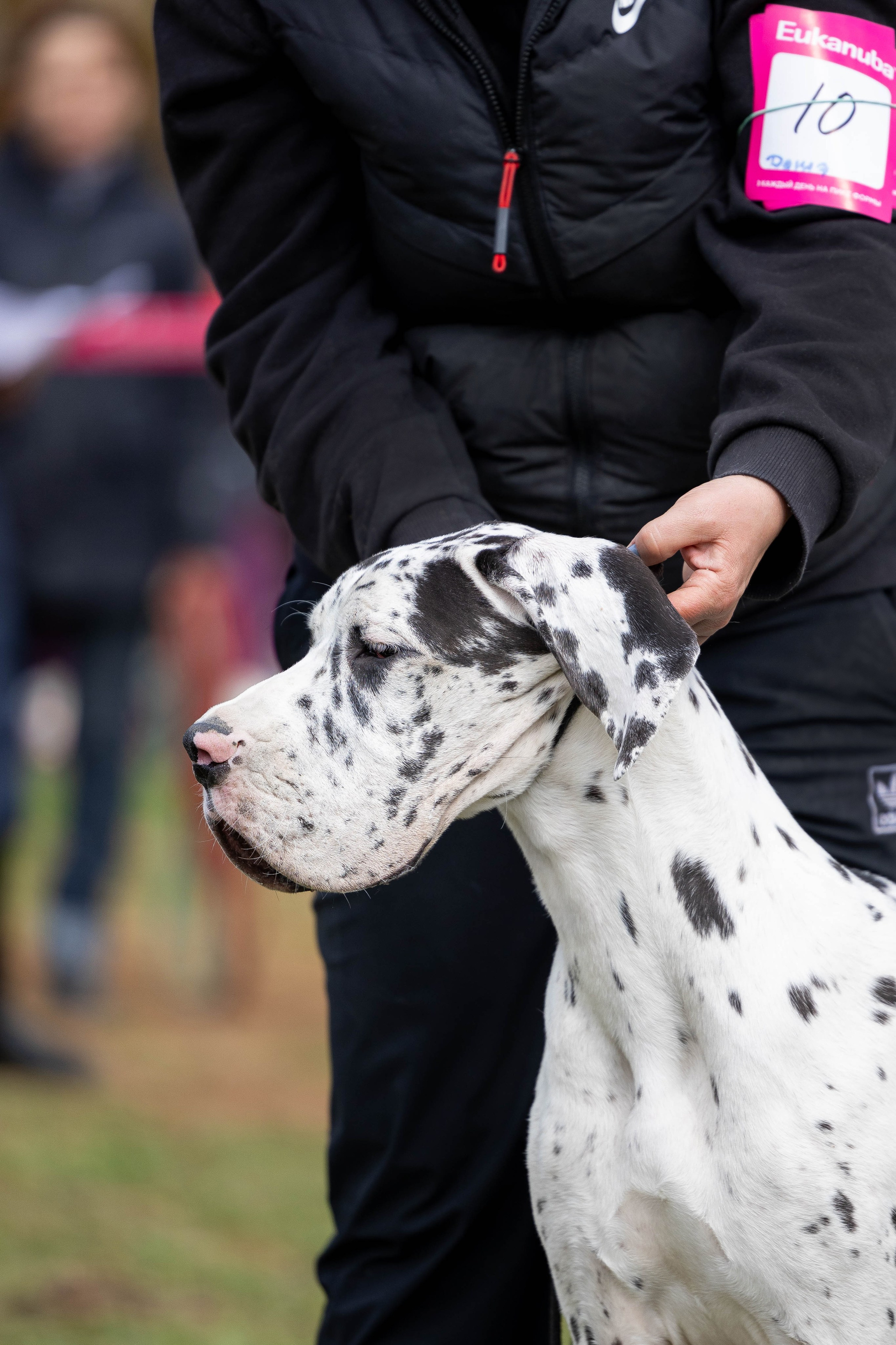 Выставки. Фотограф Анималист в Перми Анастасия Остерман