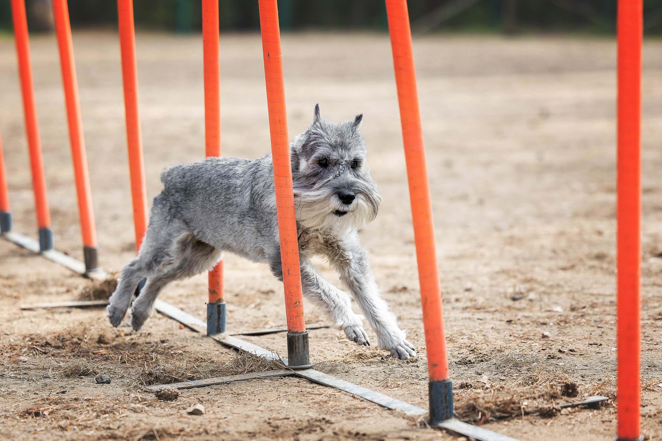 Тренировка аджилити. Фотограф Анималист в Перми Анастасия Остерман