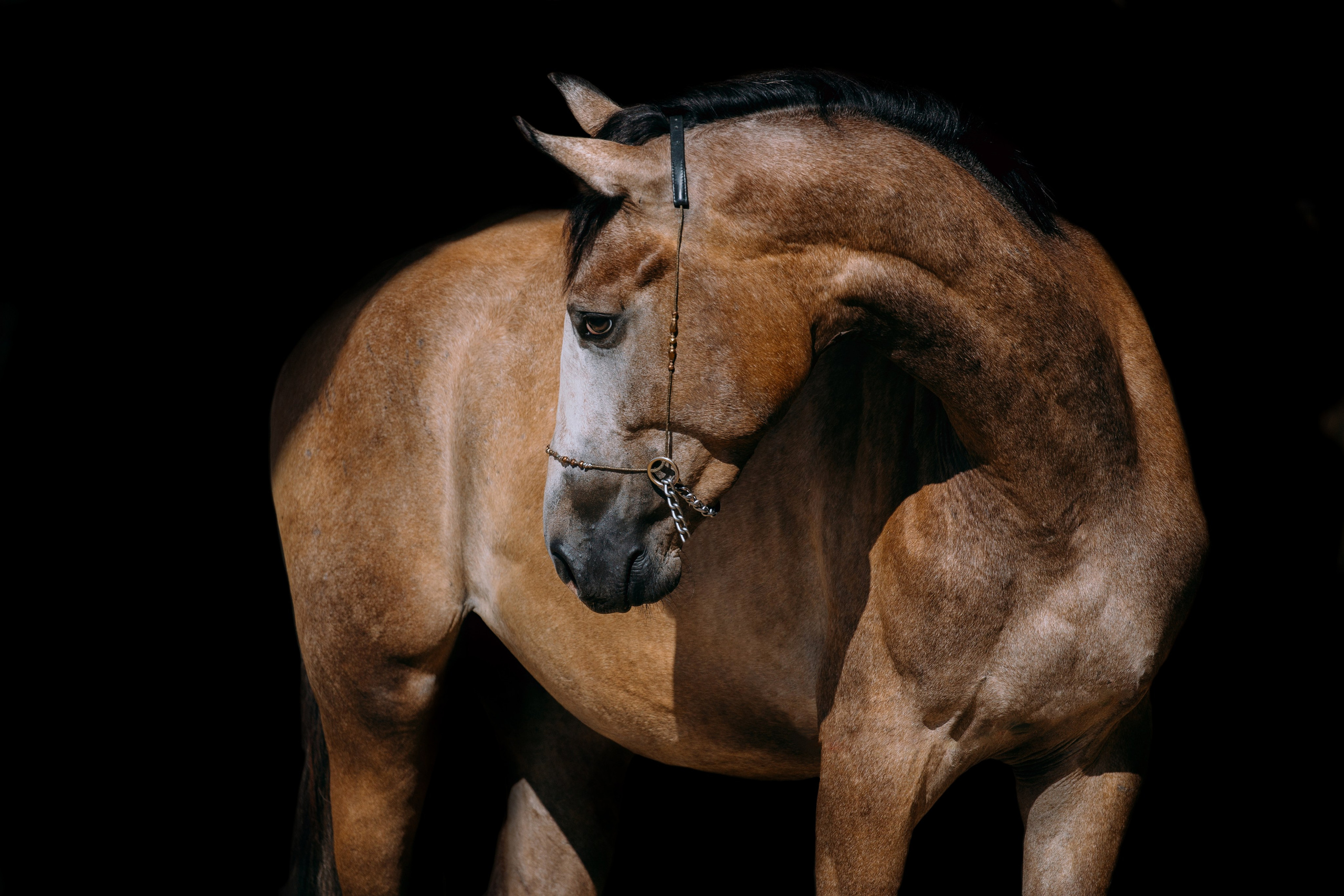 На черном фоне. Фотограф-анималист Ксендзова Кристина