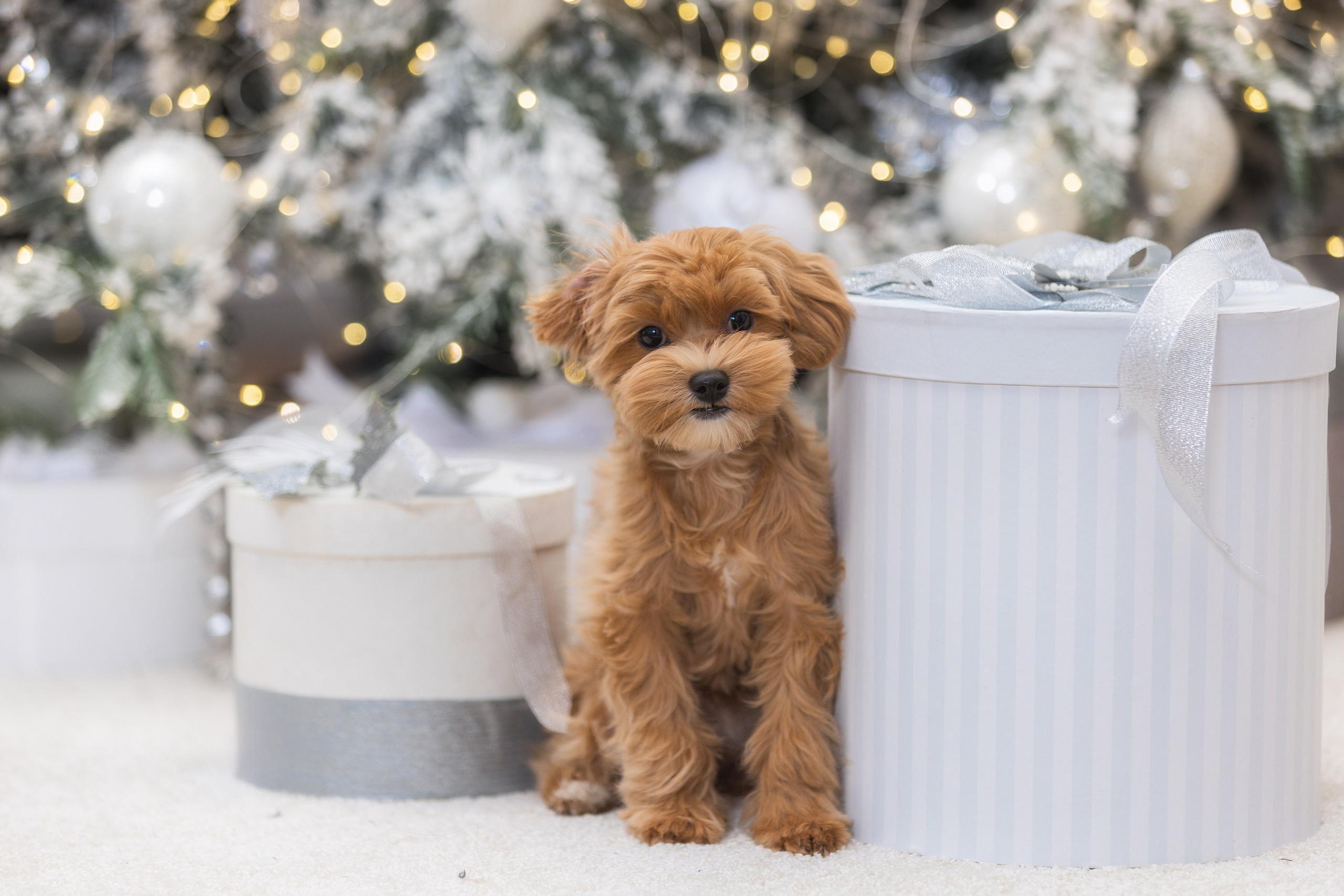 Хвостатый Новый Год. Фотограф Алена Звездина