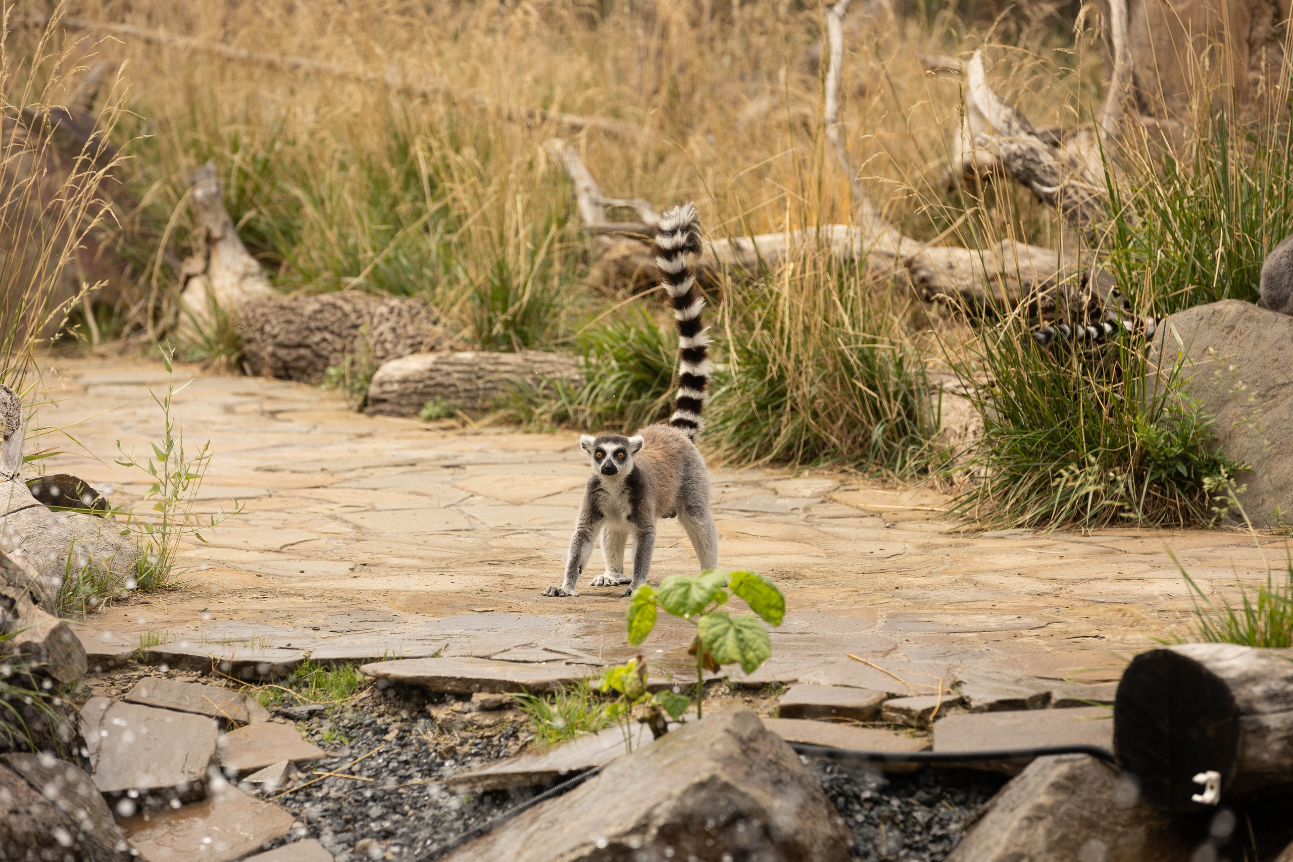 Зоопарк Малинки. Фотограф-АниМалист Анна Абрамова