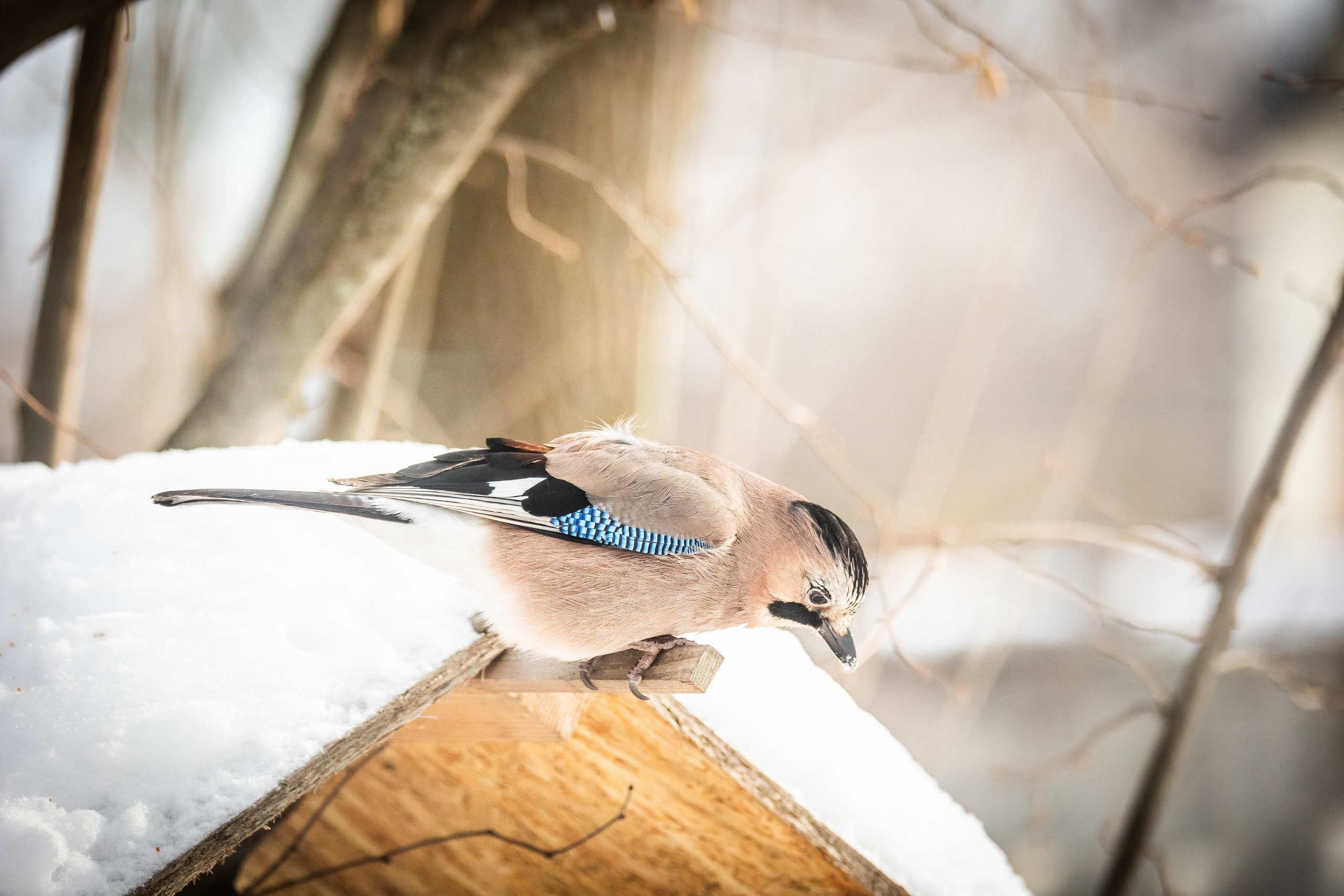 Дикий животный мир. Фотограф-АниМалист Анна Абрамова
