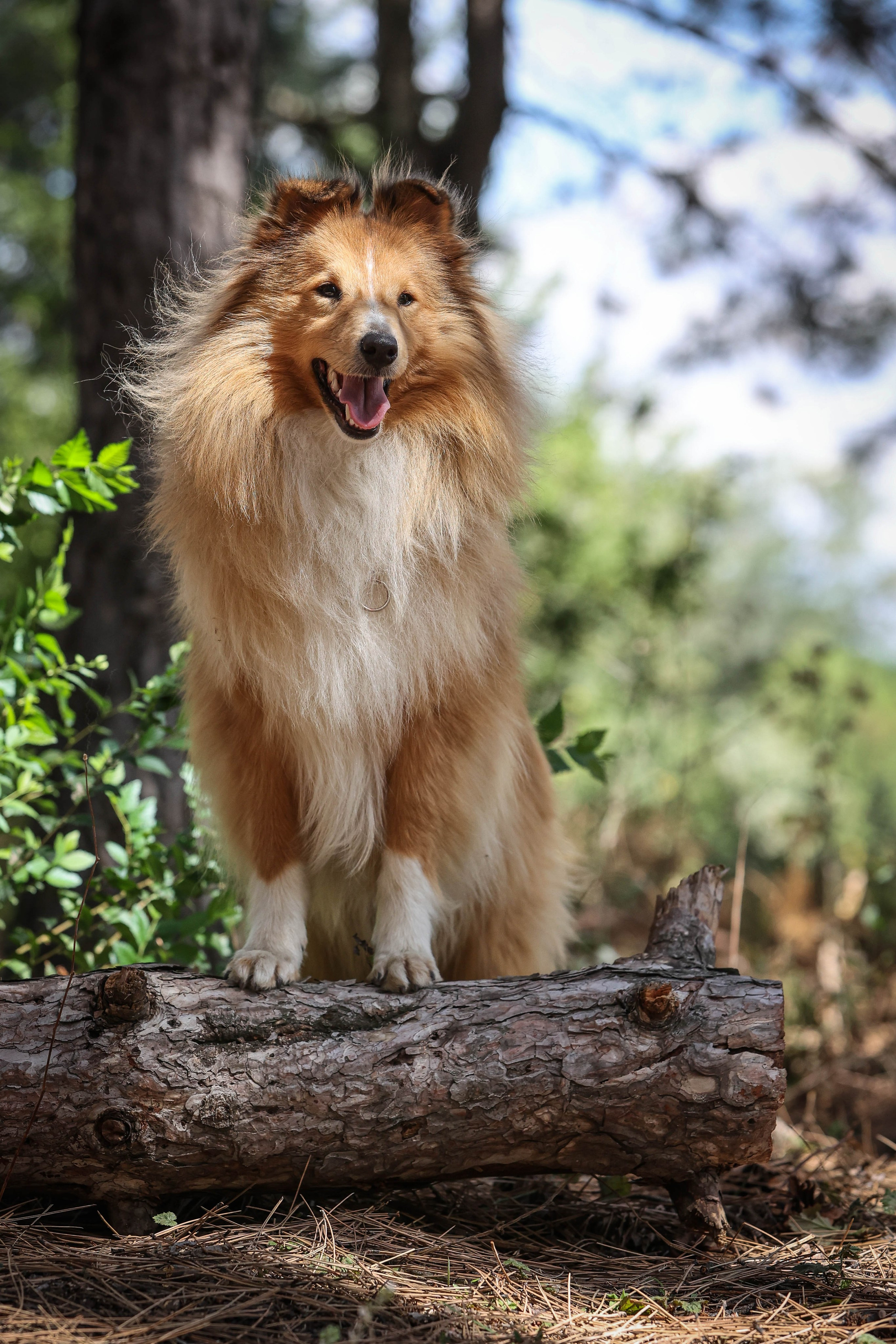 САРОЧКА В ЛЕСУ. Фотограф-АниМалист Анна Абрамова