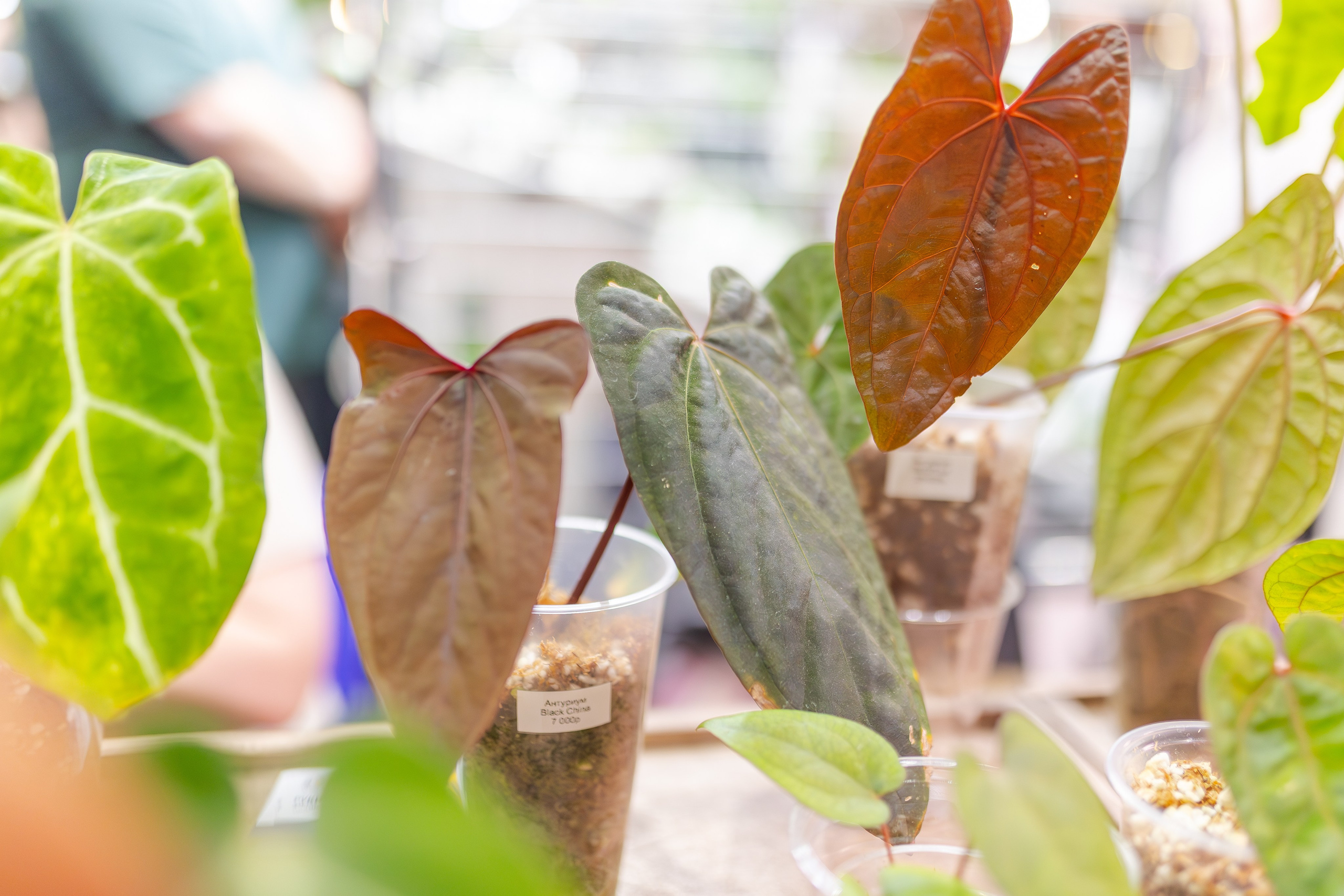 Монстериум апрель 2026. Александра Куликова фотограф, Москва