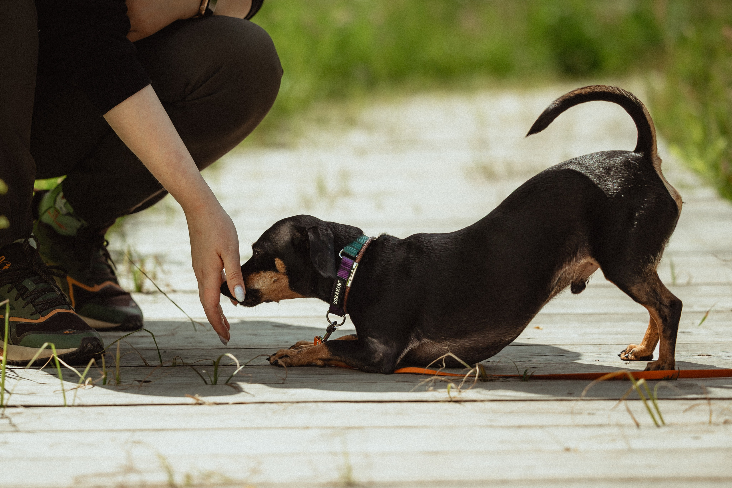 Выездной дог-тренинг от школы «Шерсть имею»