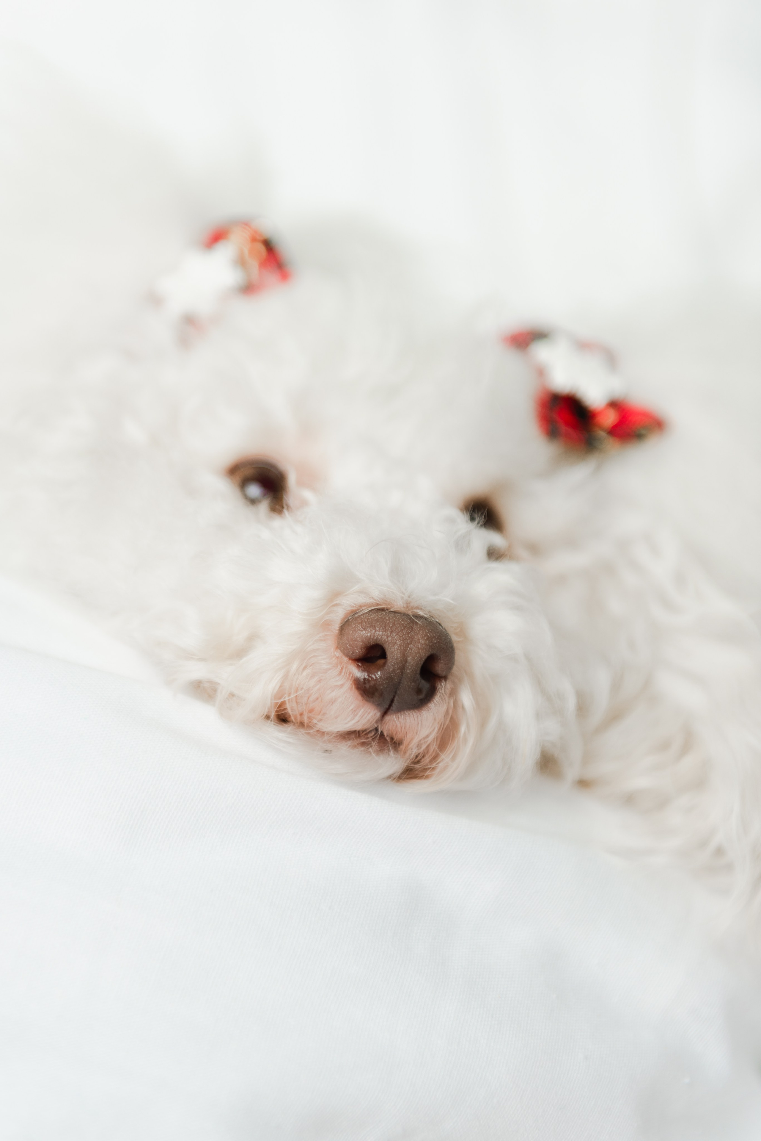 Pets. Фотограф в Москве Daria Lens