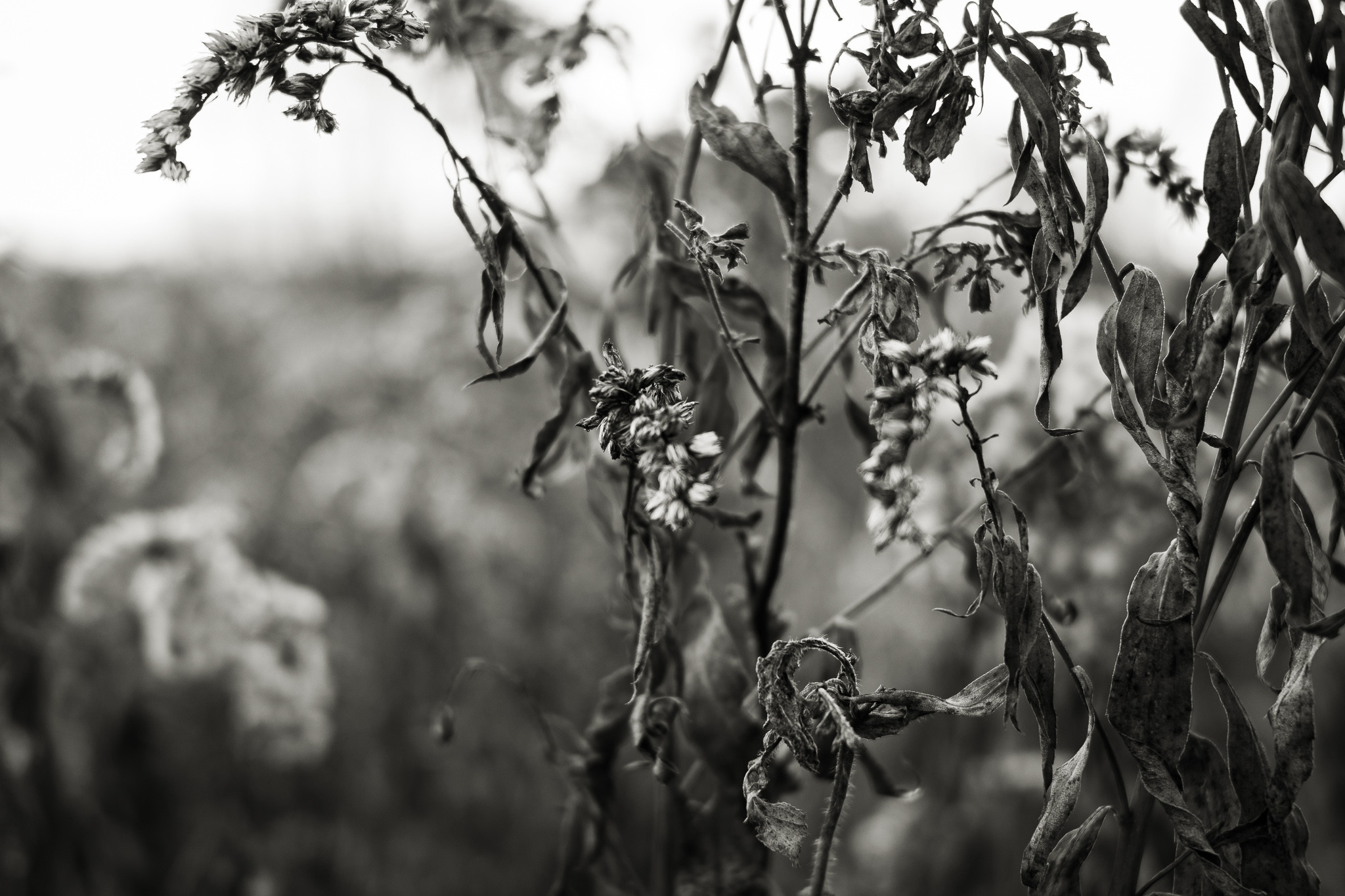 Природа готовится к зиме - трава и кусты засохли