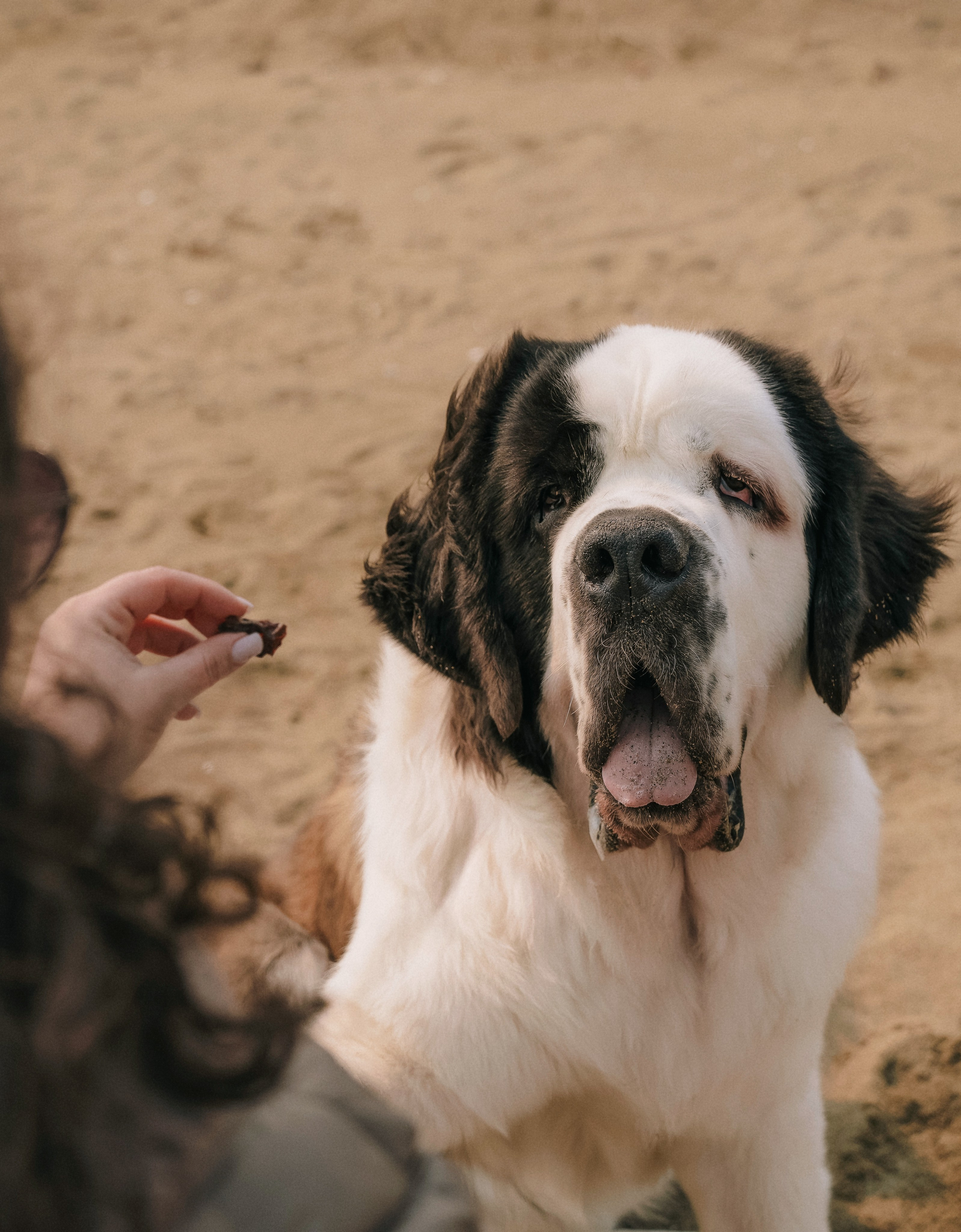 Мария и Чак. Семейный фотограф анималист г. Находка