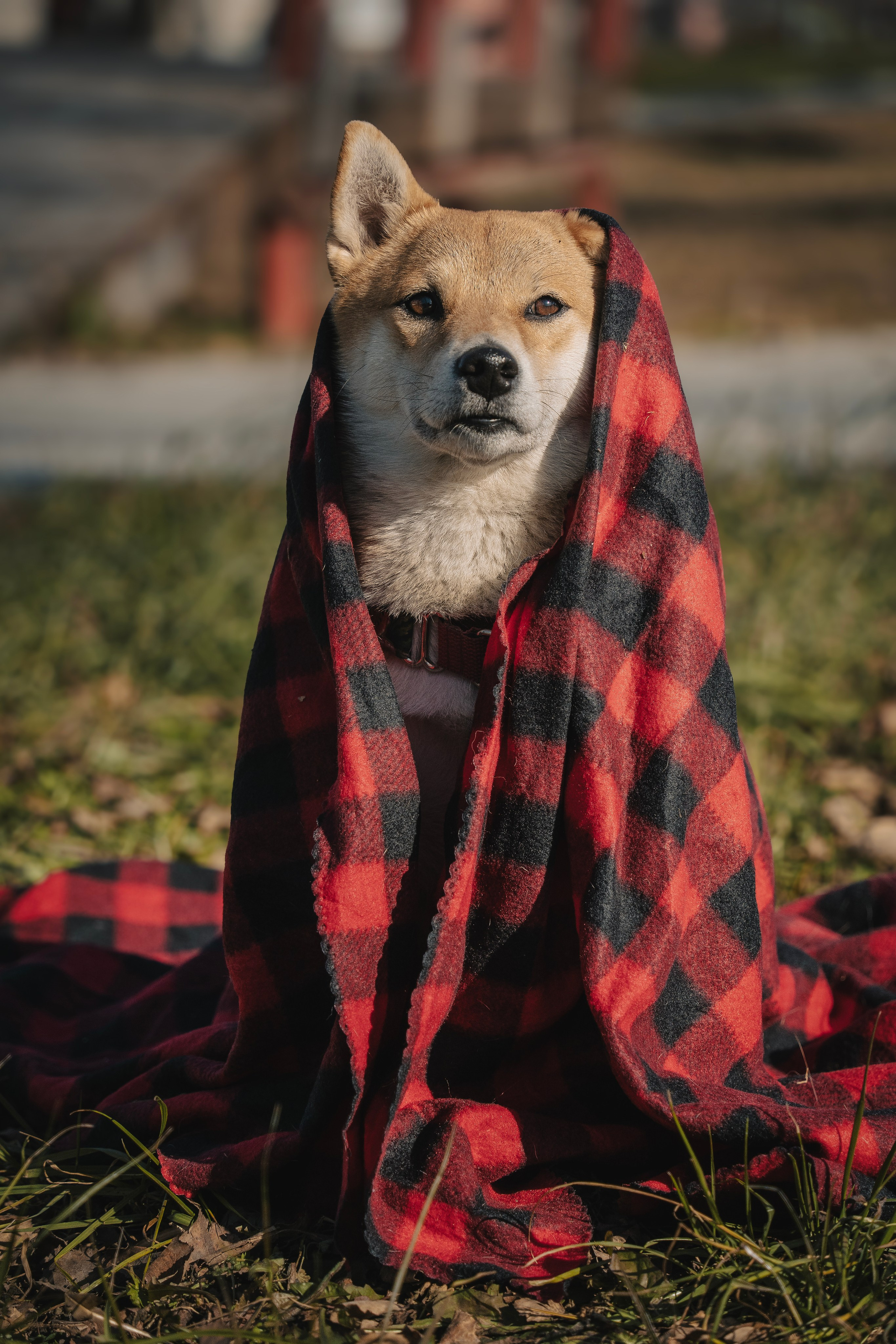Семейная история. Семейный фотограф анималист г. Находка