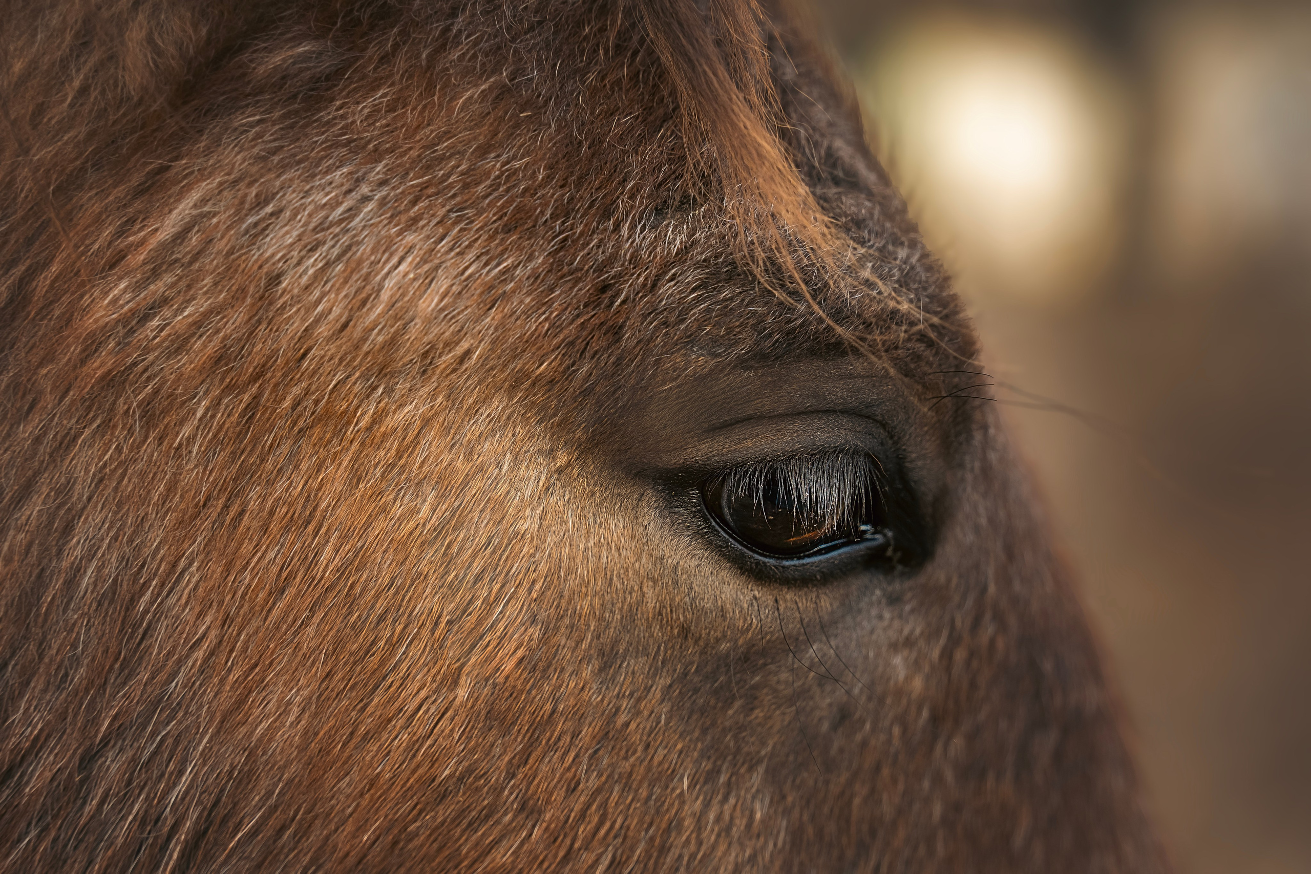 Конюшня. Семейный фотограф анималист г. Находка