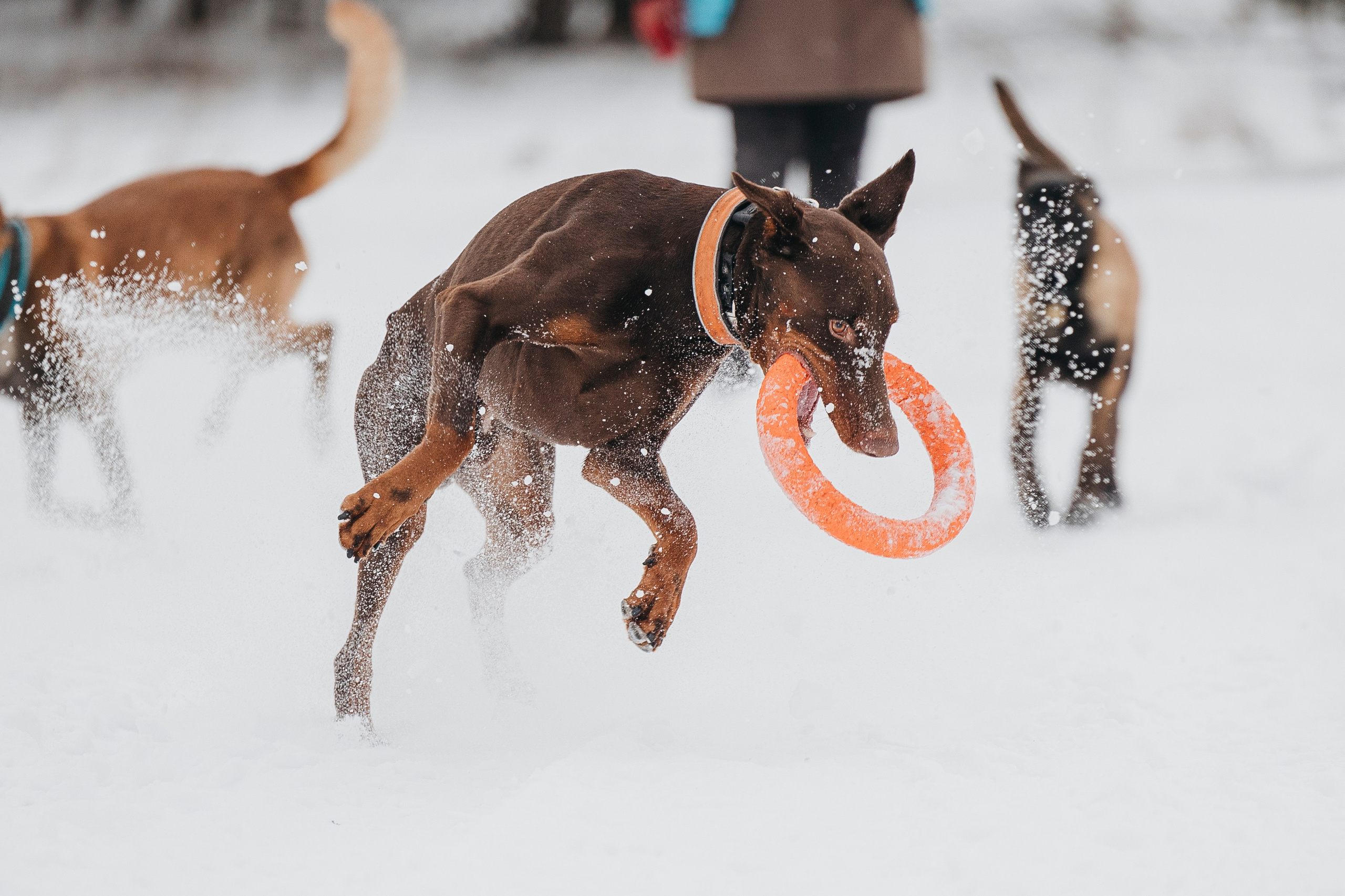 Даша, Омен, Айс и Рицу. Фотограф-анималист Анна Маринич